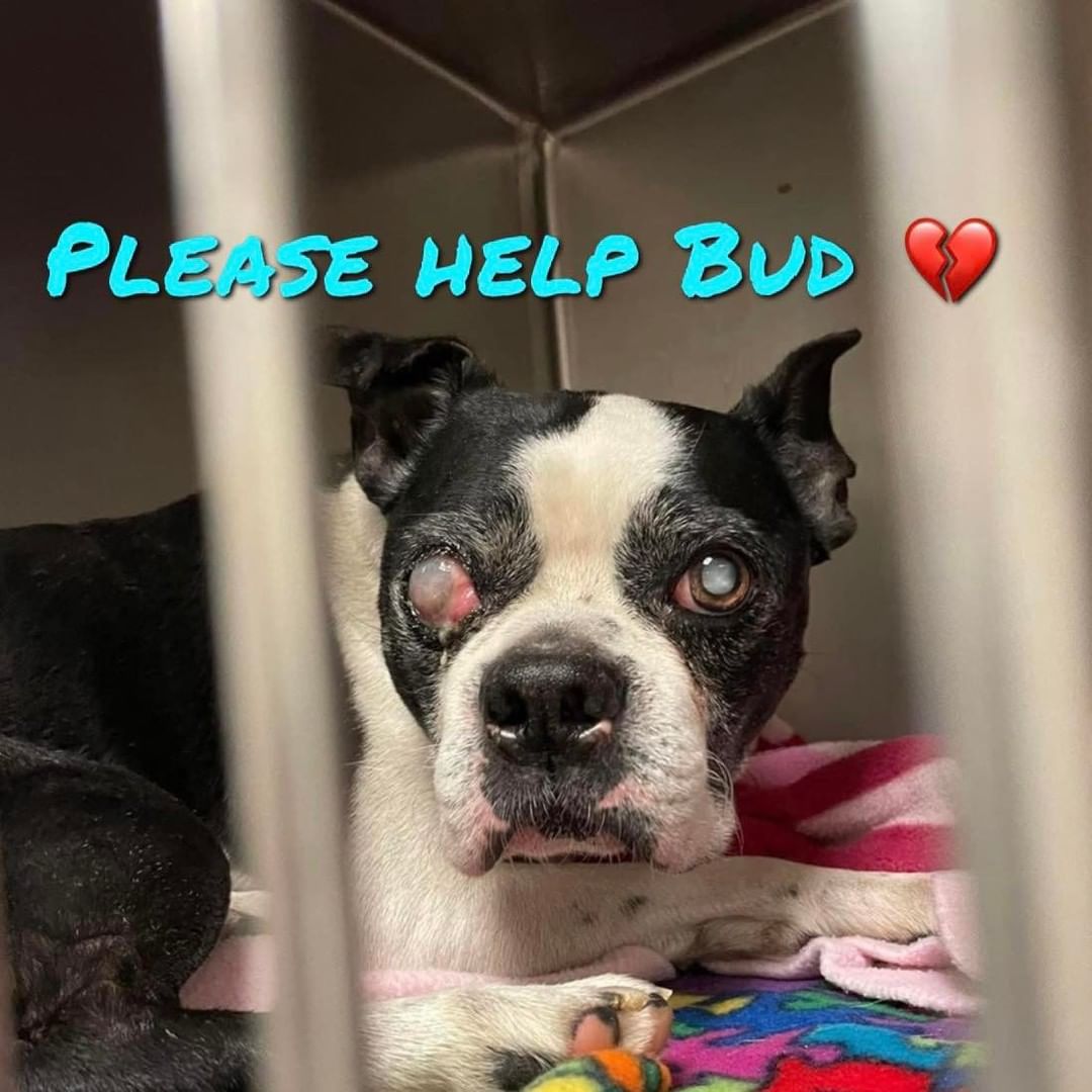 ‼️Please help‼️

❗️Update:  Bud was experiencing complications from anesthesia and had to he transferred to a Speciality and Emergency vet.  Senior dogs are always at a higher risk, and on top of this, Bud is a brachycephalic breed.  Please continue to share and donate for our sweet boy fighting for his life.❗️

This sweet senior Boston Terrier landed at animal
control as a stray.  Bud is 13 years old, blind, deaf, has severe dental disease, digestion issues, and a ruptured eye. 💔😭

Bud’s hold was released so we could get him the vet care he desparately needed.  Bud is now in surgery to have his eye removed.  We can only help sick, injured, homeless animals because of our generous followers and donors. 🙏🏻

🙏🏻We desparately need donations for Bud’s care.🙏🏻

👉🏼Ways to donate:

-Venmo: @NARPS 

-PayPal: noahsarps@gmail.com

-Cash App: $NoahsARPS

-Checks
NARPS PO Box 301, 
Uwchlan PA. 19480

<a target='_blank' href='https://www.instagram.com/explore/tags/bostonterrier/'>#bostonterrier</a> <a target='_blank' href='https://www.instagram.com/explore/tags/bostonterriers/'>#bostonterriers</a> <a target='_blank' href='https://www.instagram.com/explore/tags/bostonterrierlove/'>#bostonterrierlove</a> <a target='_blank' href='https://www.instagram.com/explore/tags/bostonterriersofinstagram/'>#bostonterriersofinstagram</a> <a target='_blank' href='https://www.instagram.com/explore/tags/rescuedogsofinstagram/'>#rescuedogsofinstagram</a> <a target='_blank' href='https://www.instagram.com/explore/tags/rescuedog/'>#rescuedog</a> <a target='_blank' href='https://www.instagram.com/explore/tags/rescue/'>#rescue</a> <a target='_blank' href='https://www.instagram.com/explore/tags/seniordog/'>#seniordog</a> <a target='_blank' href='https://www.instagram.com/explore/tags/seniordogsofinstagram/'>#seniordogsofinstagram</a> <a target='_blank' href='https://www.instagram.com/explore/tags/seniordogsrock/'>#seniordogsrock</a> <a target='_blank' href='https://www.instagram.com/explore/tags/narps/'>#narps</a> <a target='_blank' href='https://www.instagram.com/explore/tags/narpsdogs/'>#narpsdogs</a> <a target='_blank' href='https://www.instagram.com/explore/tags/narpsdog/'>#narpsdog</a> <a target='_blank' href='https://www.instagram.com/explore/tags/enuclation/'>#enuclation</a> <a target='_blank' href='https://www.instagram.com/explore/tags/fosteringsaveslives/'>#fosteringsaveslives</a> <a target='_blank' href='https://www.instagram.com/explore/tags/fostercare/'>#fostercare</a> <a target='_blank' href='https://www.instagram.com/explore/tags/fosterdog/'>#fosterdog</a> <a target='_blank' href='https://www.instagram.com/explore/tags/fosterdogs/'>#fosterdogs</a> <a target='_blank' href='https://www.instagram.com/explore/tags/fosterdogsofinstagram/'>#fosterdogsofinstagram</a> <a target='_blank' href='https://www.instagram.com/explore/tags/fosterdogsofinsta/'>#fosterdogsofinsta</a>