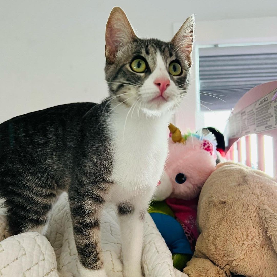 We love Mitzi !!! 
And we know you would too if you met her. Super duper playful, lap cat, kiss monster, gets along great with other cats, good with cat respecting dogs and kids! Her litter did test positive for FIV and sadly, we think it’s keeping her from getting adopted. Which is so sad because it’s not a big deal. 💔 Three of her brothers found their homes, now it’s her and her brother, Bodhi’s turn to go home. 
She is fully vetted and ready to go home. She is almost 5 months old. 
DM for an adoption questionnaire! 
.
.
.

.

.
.
.

.
<a target='_blank' href='https://www.instagram.com/explore/tags/tabbykitty/'>#tabbykitty</a><a target='_blank' href='https://www.instagram.com/explore/tags/fivpositive/'>#fivpositive</a><a target='_blank' href='https://www.instagram.com/explore/tags/fivpositivecat/'>#fivpositivecat</a><a target='_blank' href='https://www.instagram.com/explore/tags/fivpositivelyloved/'>#fivpositivelyloved</a><a target='_blank' href='https://www.instagram.com/explore/tags/whiskerwednesday/'>#whiskerwednesday</a><a target='_blank' href='https://www.instagram.com/explore/tags/kittensofig/'>#kittensofig</a><a target='_blank' href='https://www.instagram.com/explore/tags/adoptdontshop/'>#adoptdontshop</a><a target='_blank' href='https://www.instagram.com/explore/tags/carsonsheltersurvivor/'>#carsonsheltersurvivor</a><a target='_blank' href='https://www.instagram.com/explore/tags/sheltercat/'>#sheltercat</a><a target='_blank' href='https://www.instagram.com/explore/tags/formerbottlebaby/'>#formerbottlebaby</a><a target='_blank' href='https://www.instagram.com/explore/tags/cattastic/'>#cattastic</a><a target='_blank' href='https://www.instagram.com/explore/tags/fostercats/'>#fostercats</a><a target='_blank' href='https://www.instagram.com/explore/tags/fostercatsofinstagram/'>#fostercatsofinstagram</a>