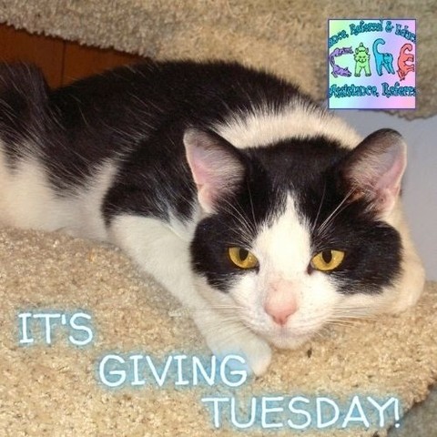 GRAND GIVING TUESDAY of 2021 is NEXT WEEK! Please remember our fur folk today but especially the Tuesday after American Thanksgiving!  https://buff.ly/2LthRNd  or Text CARE4PETS to 44-321 to send a little luv to the fur folk!