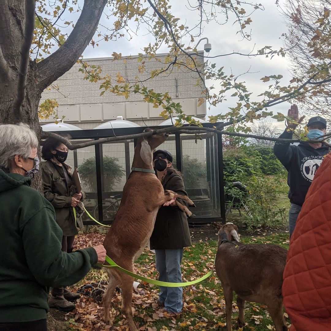 Due to COVID, we are adjusting how we reach our partners. We are grateful to have partners like Hazel Center that will help us reach their residents in a new way. The Amigoats made a special in town visit. They got to enjoy Hazel Center’s backyard and were even fed fresh carrots from their garden. Lucky was so excited that he showed them some of his moves. It was a well deserved break for both humans and goats. 

<a target='_blank' href='https://www.instagram.com/explore/tags/Sanctuary/'>#Sanctuary</a> <a target='_blank' href='https://www.instagram.com/explore/tags/CareFarm/'>#CareFarm</a> <a target='_blank' href='https://www.instagram.com/explore/tags/SanctuaryOne/'>#SanctuaryOne</a> <a target='_blank' href='https://www.instagram.com/explore/tags/Goats/'>#Goats</a> <a target='_blank' href='https://www.instagram.com/explore/tags/Gratitude/'>#Gratitude</a> <a target='_blank' href='https://www.instagram.com/explore/tags/Grateful/'>#Grateful</a> <a target='_blank' href='https://www.instagram.com/explore/tags/GratitudeMonth/'>#GratitudeMonth</a> <a target='_blank' href='https://www.instagram.com/explore/tags/Amigoats/'>#Amigoats</a>