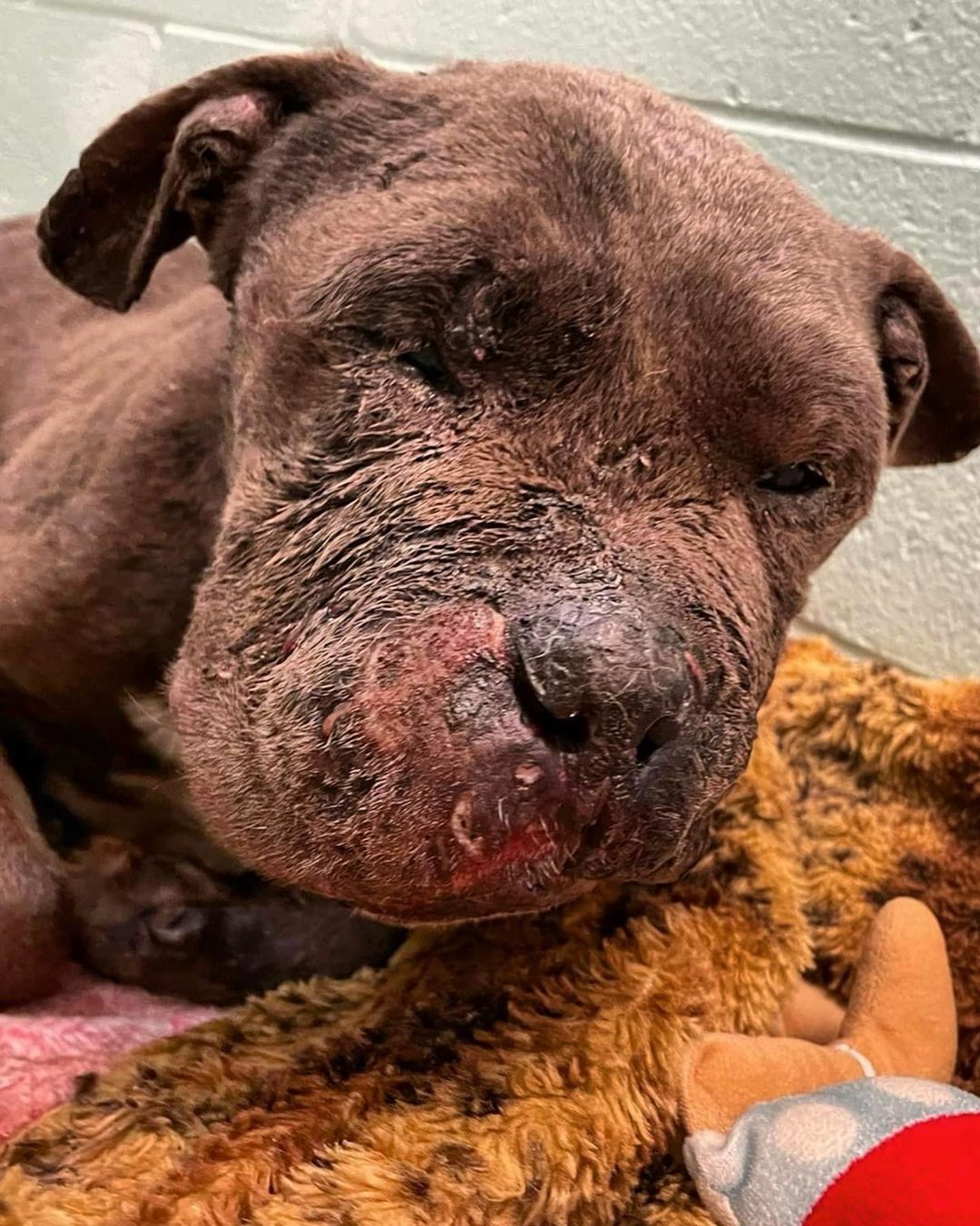 ‼️ Urgent ‼️– Please help us say yes to rescuing Percy! 

Percy was found as a stray, emaciated and covered in old wounds consistent with dog fighting.  His muzzle is swollen and oozing with discharge.  It is covered in secondary cellulitis from old wounds, and he is missing teeth.  Percy is extremely loving, docile and cooperative, despite his pain.  He is in need of immediate medical attention and hospitalization.  Once again, we join with our partners at Jersey Pits rescue, as we work tirelessly against animal cruelty, and band together to save a life.  We are urgently making arrangements to transport Percy through emergency to Red Bank Animal Hospital, where Peaches is currently hospitalized.  Percy is from the same animal control that we collaborated with in rescuing Peaches. 

Animals in desperate need of rescue can’t wait until the holidays are over or the last dog has been released from the hospital.  They need our help now, and so once again, we have to count on you, our rescue community, to give us the honor of saying yes to save Percy.  Please consider a donation towards Percy’s hospitalization and emergency medical care!