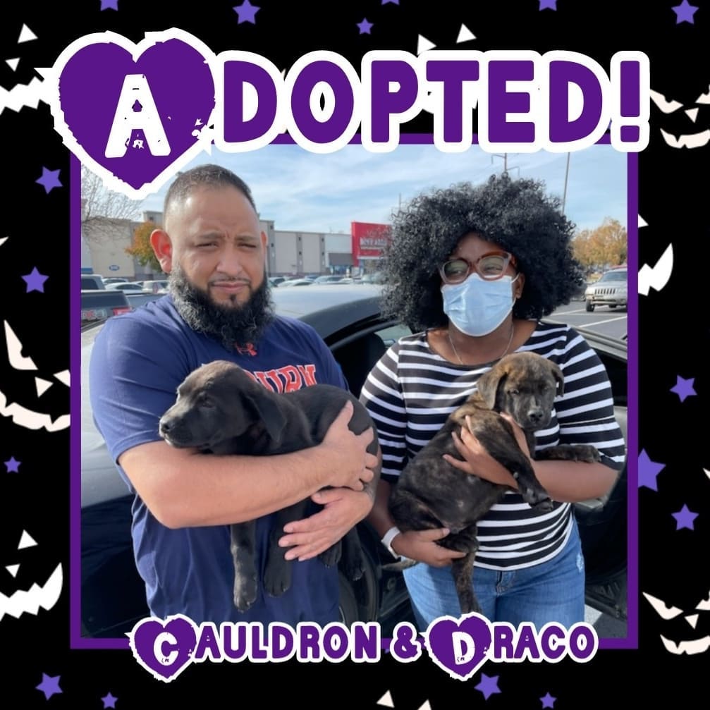 🥰HAPPY TAILS!🥰 We had SIX adoptions today @normanpetsmart 🥳🥳 Go live the good life, sweet babies! 🐶🐱🐾
<a target='_blank' href='https://www.instagram.com/explore/tags/rescue/'>#rescue</a> <a target='_blank' href='https://www.instagram.com/explore/tags/dontshopadopt/'>#dontshopadopt</a> <a target='_blank' href='https://www.instagram.com/explore/tags/mixedbreedpurelove/'>#mixedbreedpurelove</a> <a target='_blank' href='https://www.instagram.com/explore/tags/foster/'>#foster</a> <a target='_blank' href='https://www.instagram.com/explore/tags/fosteringsaveslives/'>#fosteringsaveslives</a> <a target='_blank' href='https://www.instagram.com/explore/tags/volunteer/'>#volunteer</a> <a target='_blank' href='https://www.instagram.com/explore/tags/bethechange/'>#bethechange</a> <a target='_blank' href='https://www.instagram.com/explore/tags/onebyoneuntiltherearenone/'>#onebyoneuntiltherearenone</a> 
🧡 shelterfriends.org 🧡