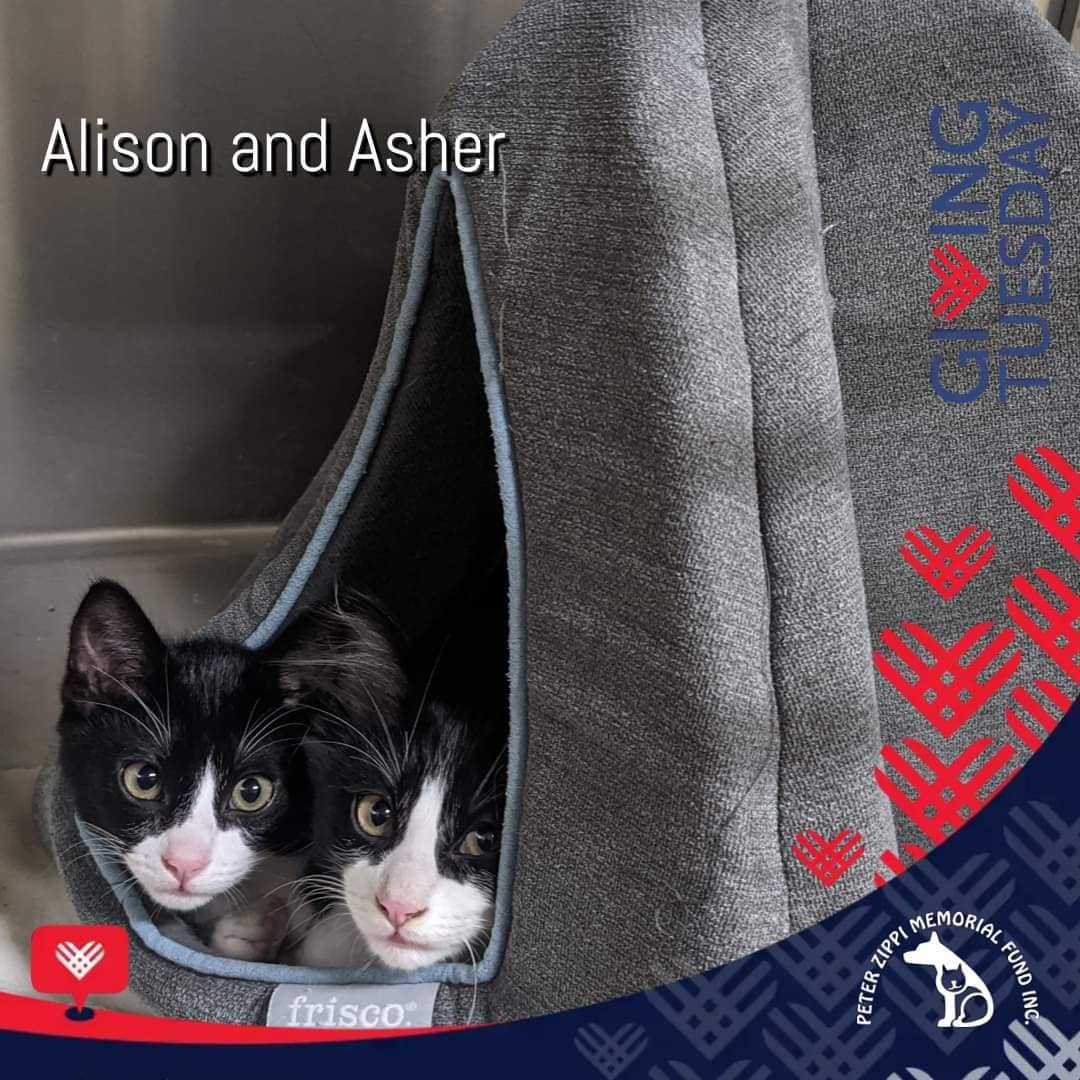 After Black Friday and Cyber Monday, it's <a target='_blank' href='https://www.instagram.com/explore/tags/GivingTuesday/'>#GivingTuesday</a>! A global day dedicated to giving back. Your contribution of any amount will help the cats & kittens in our care, like Alison and Asher. Beginning at 5 AM pacific time on Tuesday, 11/30, <a target='_blank' href='https://www.instagram.com/explore/tags/Meta/'>#Meta</a> will Match Giving Tuesday gifts up to $8M! 🐾 <a target='_blank' href='https://www.instagram.com/explore/tags/makeadifference/'>#makeadifference</a> <a target='_blank' href='https://www.instagram.com/explore/tags/cats/'>#cats</a> <a target='_blank' href='https://www.instagram.com/explore/tags/kittens/'>#kittens</a> <a target='_blank' href='https://www.instagram.com/explore/tags/peterzippifund/'>#peterzippifund</a> <a target='_blank' href='https://www.instagram.com/explore/tags/zippicats/'>#zippicats</a>