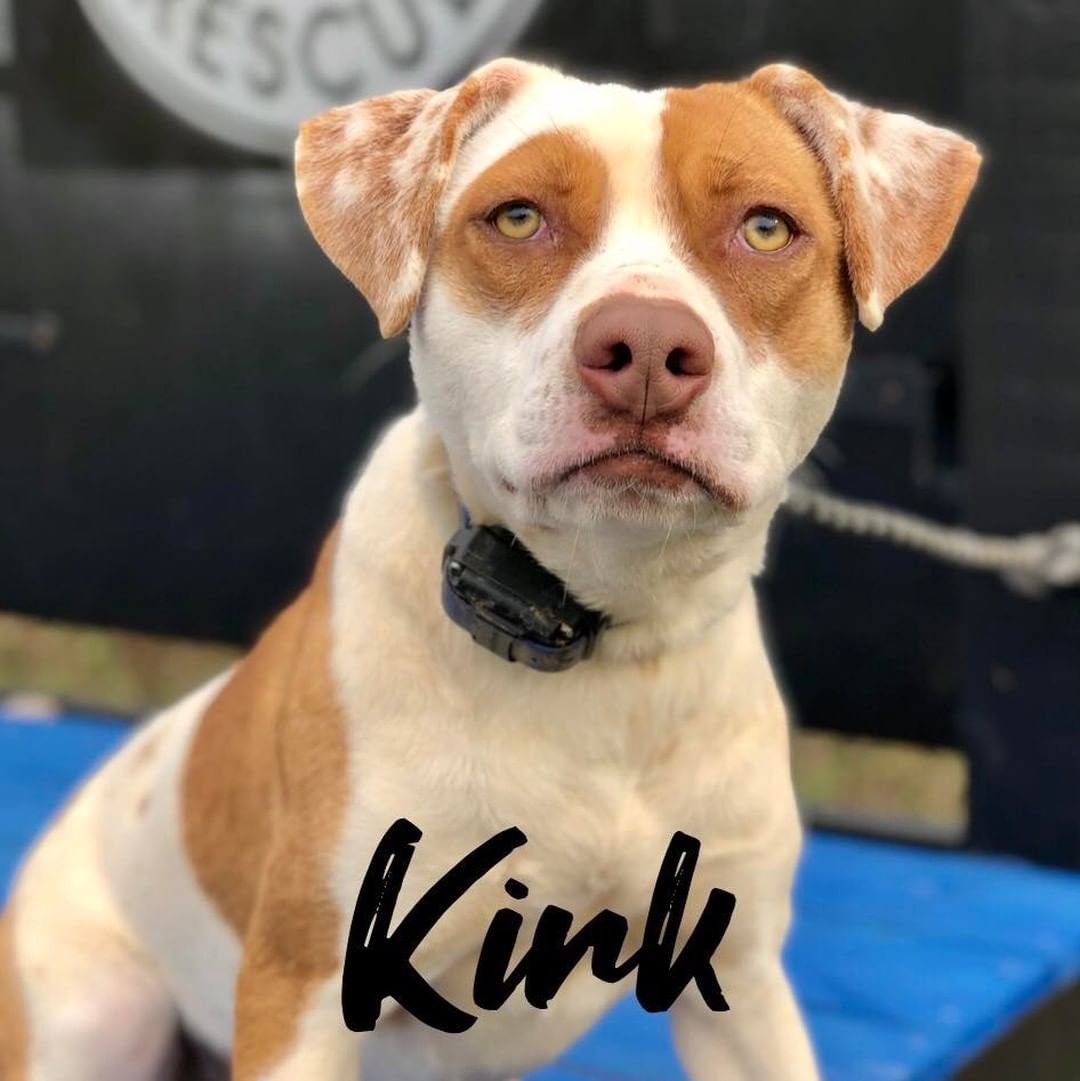 Kirk is a 10 month old pittie mix. 
He’s good with other dogs, house/crate trained, and loves playing with toys. 

He would love a new toy for the holidays! 

https://www.givinggrid.com/FHR1/

https://a.co/dmH7fWs

https://chewygivesback.prf.hn/click/camref:1101ljAHZ/destination:https%3A%2F%2Fwww.chewy.com%2Fg%2Ffat-heads-rescue-inc_b76400341