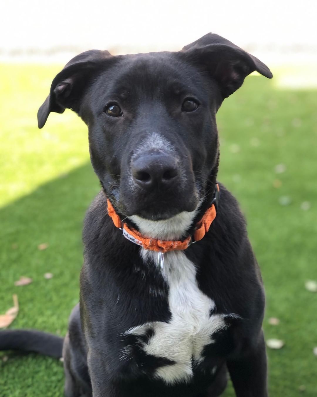 Conner is a  youngster through and through! Life is a party and Conner wants to be in attendance! Growing up in a shelter is tough for a young guy, and he has been waiting for a while. Conner would do best with a  home that is willing to give him the training and structure he craves. He loves toys, snacks, playing and is looking for a home that will help him reach his full potential and be the best boy he can be!

Connor is a 7 Month old, Neutered Male ,Labrador Retriever, Mixed Breed.
Here's what we know about him:

*Very smart
*Loves Toys
*Loves Treats
*Active/Athletic
*Good with other dogs
*Walks well on a leash
*Confident
*Affectionate
*Refresher on Manners
*Home with kids 12 and older.

