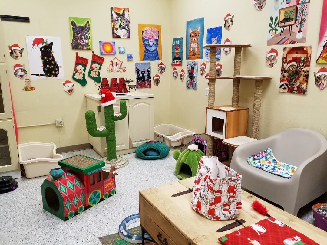 🎅🐈 Our PETCO Cat Lounge is all decorated for the holidays with a little help from our furriends 😹🎄

You're invited to stop by and get into the festive spirit with some absolutely adorable and affectionate cats and kittens 😻

Located inside PETCO Metro 2784 W Peoria Ave in Phoenix. 
Hours: 5:30-7:00pm Monday-Saturday and 5-6:30pm on Sundays. 

<a target='_blank' href='https://www.instagram.com/explore/tags/allaboutanimalsrescueaz/'>#allaboutanimalsrescueaz</a> <a target='_blank' href='https://www.instagram.com/explore/tags/savealife/'>#savealife</a> <a target='_blank' href='https://www.instagram.com/explore/tags/petcocatlounge/'>#petcocatlounge</a> <a target='_blank' href='https://www.instagram.com/explore/tags/adoptdontshop/'>#adoptdontshop</a> <a target='_blank' href='https://www.instagram.com/explore/tags/rescuedismyfavoritebreed/'>#rescuedismyfavoritebreed</a> <a target='_blank' href='https://www.instagram.com/explore/tags/rescuefosteradopt/'>#rescuefosteradopt</a> <a target='_blank' href='https://www.instagram.com/explore/tags/fosteringsaveslives/'>#fosteringsaveslives</a> <a target='_blank' href='https://www.instagram.com/explore/tags/thinkadoptionfirst/'>#thinkadoptionfirst</a> <a target='_blank' href='https://www.instagram.com/explore/tags/lovechangeseverything/'>#lovechangeseverything</a> <a target='_blank' href='https://www.instagram.com/explore/tags/allyouneedislove/'>#allyouneedislove</a> <a target='_blank' href='https://www.instagram.com/explore/tags/mynewbestfriend/'>#mynewbestfriend</a> <a target='_blank' href='https://www.instagram.com/explore/tags/kittylove/'>#kittylove</a> <a target='_blank' href='https://www.instagram.com/explore/tags/christmas/'>#christmas</a>  <a target='_blank' href='https://www.instagram.com/explore/tags/homefortheholidays/'>#homefortheholidays</a> <a target='_blank' href='https://www.instagram.com/explore/tags/snugglebuddy/'>#snugglebuddy</a> <a target='_blank' href='https://www.instagram.com/explore/tags/rescuecatsrock/'>#rescuecatsrock</a> <a target='_blank' href='https://www.instagram.com/explore/tags/gato/'>#gato</a> <a target='_blank' href='https://www.instagram.com/explore/tags/catadoptionphoenix/'>#catadoptionphoenix</a> <a target='_blank' href='https://www.instagram.com/explore/tags/adoptacat/'>#adoptacat</a> <a target='_blank' href='https://www.instagram.com/explore/tags/adoptakitten/'>#adoptakitten</a> <a target='_blank' href='https://www.instagram.com/explore/tags/openyourhearttoarescuecat/'>#openyourhearttoarescuecat</a> <a target='_blank' href='https://www.instagram.com/explore/tags/felinetherapy/'>#felinetherapy</a> <a target='_blank' href='https://www.instagram.com/explore/tags/felineshenanigans/'>#felineshenanigans</a> <a target='_blank' href='https://www.instagram.com/explore/tags/felinefun/'>#felinefun</a> <a target='_blank' href='https://www.instagram.com/explore/tags/playfulkitten/'>#playfulkitten</a> <a target='_blank' href='https://www.instagram.com/explore/tags/cuddlebuddy/'>#cuddlebuddy</a> <a target='_blank' href='https://www.instagram.com/explore/tags/purrbaby/'>#purrbaby</a> <a target='_blank' href='https://www.instagram.com/explore/tags/purrfection/'>#purrfection</a> <a target='_blank' href='https://www.instagram.com/explore/tags/catloaf/'>#catloaf</a> <a target='_blank' href='https://www.instagram.com/explore/tags/blackcatsaregoodluck/'>#blackcatsaregoodluck</a>