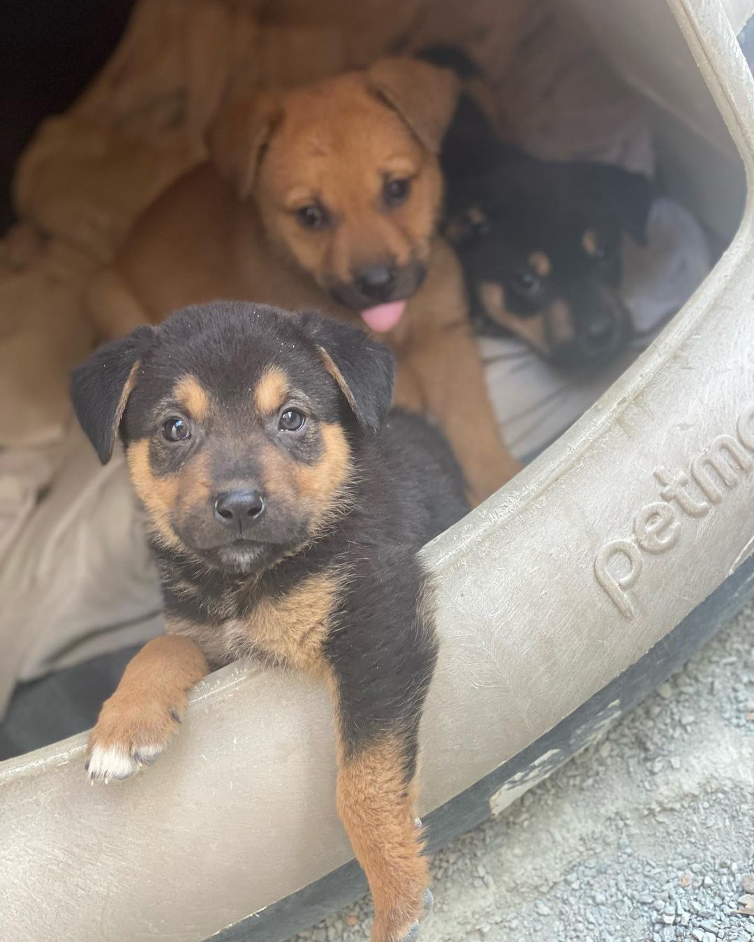 Harry, Ron, and Hermione are the survivors of the box puppies! They are stinkin' cute, and will be ready to go home December 4th. 

Ron is walking with a limp, but we are working with a vet to figure out what is going on and how to fix it, so his ideal situation would be a foster to adopt until he gets cleared by the vet.

These puppies are 10 weeks old, and based on their current size and growth rate we believe they are smaller breed pups.

If you are interested in adopting please fill out an application at www.kanesanimalrescue.com