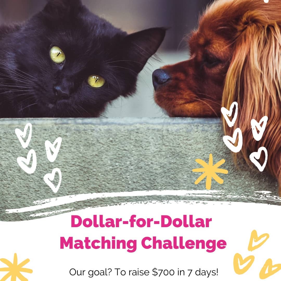 A very generous donor (who wishes to remain anonymous) has pledged to match up to $700 in donations made to Pets Alive between now and November 29th. That means that every dollar you donate between now and then will automatically double, giving us the chance to raise a total of $1400 over the next week! 

These funds will allow us to rescue more cats and dogs and continue to support the ones already in our care.

Will you help us? Donations can be made via our website (where you can also get a tax receipt) 🔗 in bio! 

<a target='_blank' href='https://www.instagram.com/explore/tags/fundraiser/'>#fundraiser</a> <a target='_blank' href='https://www.instagram.com/explore/tags/matchingchallenge/'>#matchingchallenge</a> <a target='_blank' href='https://www.instagram.com/explore/tags/dollarfordollar/'>#dollarfordollar</a> <a target='_blank' href='https://www.instagram.com/explore/tags/donor/'>#donor</a> <a target='_blank' href='https://www.instagram.com/explore/tags/donate/'>#donate</a> <a target='_blank' href='https://www.instagram.com/explore/tags/donationsneeded/'>#donationsneeded</a> <a target='_blank' href='https://www.instagram.com/explore/tags/pleasehelp/'>#pleasehelp</a> <a target='_blank' href='https://www.instagram.com/explore/tags/dogsofinstagram/'>#dogsofinstagram</a> <a target='_blank' href='https://www.instagram.com/explore/tags/dogsofniagara/'>#dogsofniagara</a> <a target='_blank' href='https://www.instagram.com/explore/tags/catlovers/'>#catlovers</a> <a target='_blank' href='https://www.instagram.com/explore/tags/catsofinstagram/'>#catsofinstagram</a> <a target='_blank' href='https://www.instagram.com/explore/tags/catrescue/'>#catrescue</a> <a target='_blank' href='https://www.instagram.com/explore/tags/shelterdog/'>#shelterdog</a> <a target='_blank' href='https://www.instagram.com/explore/tags/rescuepets/'>#rescuepets</a> <a target='_blank' href='https://www.instagram.com/explore/tags/adoptdontshop/'>#adoptdontshop</a> <a target='_blank' href='https://www.instagram.com/explore/tags/rescuedontbuy/'>#rescuedontbuy</a> <a target='_blank' href='https://www.instagram.com/explore/tags/petsaliveniagara/'>#petsaliveniagara</a> <a target='_blank' href='https://www.instagram.com/explore/tags/ourhomestc/'>#ourhomestc</a> <a target='_blank' href='https://www.instagram.com/explore/tags/niagara/'>#niagara</a>
