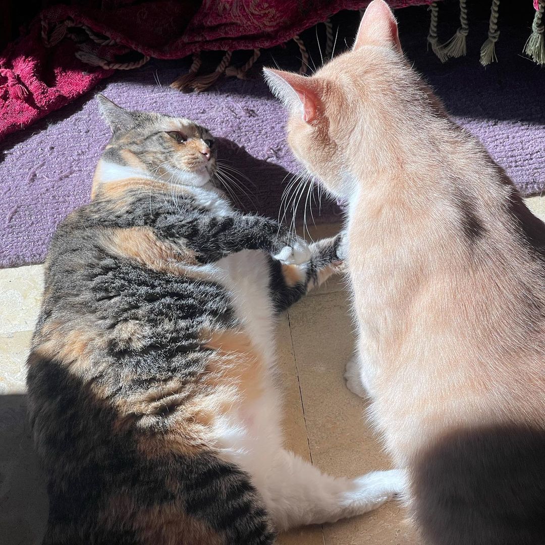 It’s chonk season here, brought to you by Harvey-Lee and Clarence 🐱❤️🐱 ✨<a target='_blank' href='https://www.instagram.com/explore/tags/catsanctuary/'>#catsanctuary</a> <a target='_blank' href='https://www.instagram.com/explore/tags/purrr/'>#purrr</a> <a target='_blank' href='https://www.instagram.com/explore/tags/adoptus/'>#adoptus</a> <a target='_blank' href='https://www.instagram.com/explore/tags/cats/'>#cats</a>