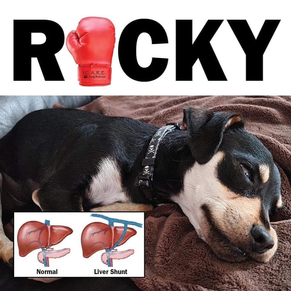 🥊 ROCKY NEEDS $5,000 SURGERY 🥊 We are short $3,500! 

This little guy needs liver shunt surgery asap and we want to give him a fighting chase to survive. Rocky was brought into our vet recently completely lethargic and basically falling over. It was possible that he may have ingested some human medication but the owner did not have the means to do the diagnostics and treatment necessary so they contacted us to see if we wanted to bring him into our rescue and get him the urgent help he needed. We knew this one-year-old puppy was suffering and had a whole life ahead of him, so we had to say yes.

After three days of monitoring and testing at the vet he improved enough to go home to his foster family and he was a happy-go-lucky puppy! We thought whatever drugs were in his system were gone and he was on the his way to finding his forever home. We were sadly mistaken - he again took a turn for the worse and became lethargic and practically lifeless. He was rushed back to the vet and with further diagnostics it was determined that Rocky has a liver shunt.

A liver shunt is very uncommon in dogs and can cause severe problems. It is an abnormal connection that persists or forms between the portal vein or one of its branches and another vein. This allows blood to bypass (or shunt) around the liver and causes the liver to no longer be able to break down nutrients. This can cause weight loss, poor appetite, and listlessness. Rocky's case is severe and life threatening.

We have found the very best surgeon who is giving us a generous rescue discount. Estimates for pre-op and surgery total $3,500 (shown in comments). Medications, special diets, hospitalization, and follow-up appointments will add to the cost as well.

Basically we need $5,000 for our little Rocky to have a fighting chase. This is one of those all hands on deck moments and we greatly appreciate any and all help from our amazing supporters! Every dollar really counts - thank you!

PayPal: rescue@icaredogrescue.org
Venmo: @icaredogrescue