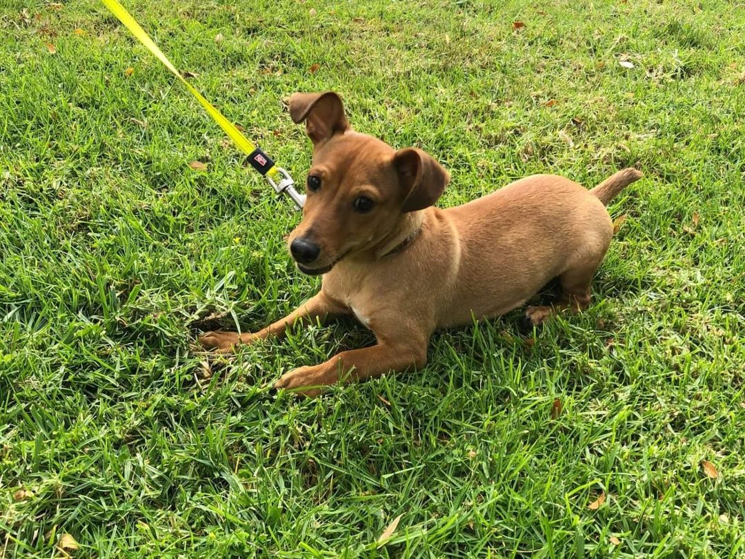 Seeking foster or forever family. Meet Titan!

Small, but mighty, Titan is ready to take on the world! We had a potential foster to adopt fall through, but we're not giving up. His family is out there somewhere! 
Titan is about 6-7 months and 10 lbs. We think he's a dachshund/terrier mix. He loves to play tug and is the best little snuggle bug. Perfect work companion! Loves meeting doggie friends and is just the sweetest little boy. 
If interested in Titan, please apply through our website 
Anlcf.org
Location: San Diego

<a target='_blank' href='https://www.instagram.com/explore/tags/ANewLifeCharitableFoundation/'>#ANewLifeCharitableFoundation</a> <a target='_blank' href='https://www.instagram.com/explore/tags/PleaseShare/'>#PleaseShare</a> <a target='_blank' href='https://www.instagram.com/explore/tags/Foster/'>#Foster</a> <a target='_blank' href='https://www.instagram.com/explore/tags/Adopt/'>#Adopt</a> <a target='_blank' href='https://www.instagram.com/explore/tags/OptToAdopt/'>#OptToAdopt</a> <a target='_blank' href='https://www.instagram.com/explore/tags/SDDogs/'>#SDDogs</a> <a target='_blank' href='https://www.instagram.com/explore/tags/SDRescue/'>#SDRescue</a> <a target='_blank' href='https://www.instagram.com/explore/tags/rescuedogsofinstagram/'>#rescuedogsofinstagram</a> <a target='_blank' href='https://www.instagram.com/explore/tags/rescuedismyfavoritebreed/'>#rescuedismyfavoritebreed</a>
<a target='_blank' href='https://www.instagram.com/explore/tags/Dogs/'>#Dogs</a> <a target='_blank' href='https://www.instagram.com/explore/tags/dogsofinstagram/'>#dogsofinstagram</a> <a target='_blank' href='https://www.instagram.com/explore/tags/adoptdontshop/'>#adoptdontshop</a>
<a target='_blank' href='https://www.instagram.com/explore/tags/Pup/'>#Pup</a> <a target='_blank' href='https://www.instagram.com/explore/tags/SanDiegoRescue/'>#SanDiegoRescue</a> <a target='_blank' href='https://www.instagram.com/explore/tags/AdoptMe/'>#AdoptMe</a> <a target='_blank' href='https://www.instagram.com/explore/tags/FosterMe/'>#FosterMe</a>