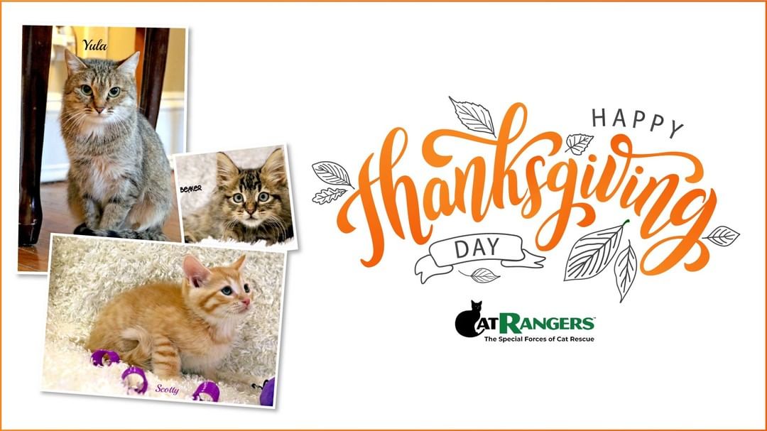 Happy Thanksgiving from all of us at Cat Rangers.  <a target='_blank' href='https://www.instagram.com/explore/tags/thanksgiving/'>#thanksgiving</a>