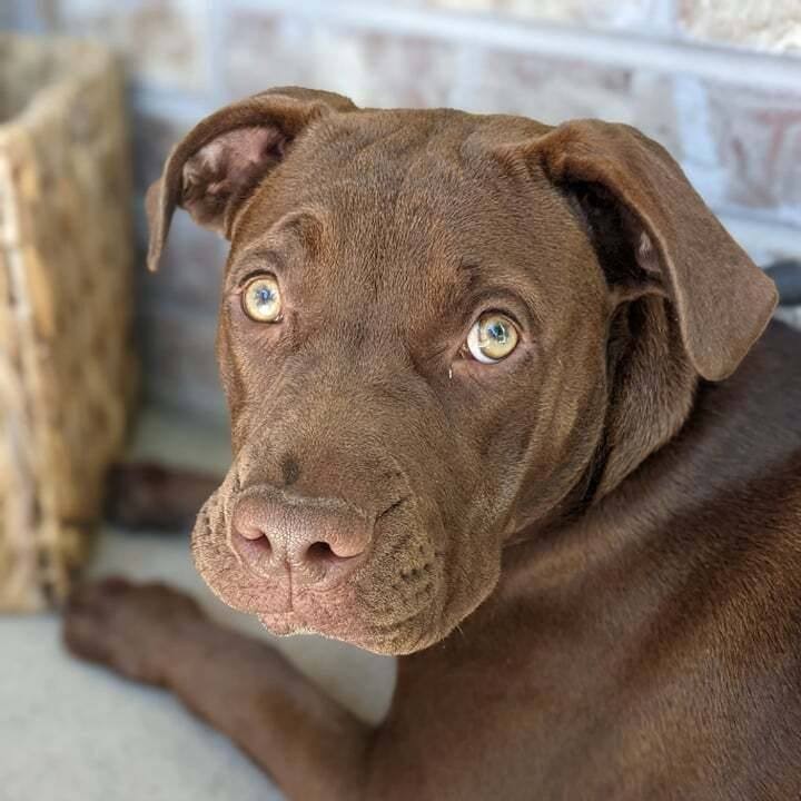 I’m Canyon & I am a handsome 11 month old Lab mix.  I love playing with people and other dogs! I’ll do the cutest puppy play moves to get you up! I’m learning this leash thing, my foster mom thinks we both should hold it, I disagree. I’m busy playing but I might have time for a meet and greet if you have a big yard and lots of snack times. I’m hoping to join family with a dog so I have someone to play rough with, they say I’m a big boy. Will you squeeze yourself into my busy schedule?

Breed Restrictions Apply.

👇👇SUBMIT AN APPLICATION HERE: 👇👇
https://2babrescue.org/adoption-fees-info
.
.
.
<a target='_blank' href='https://www.instagram.com/explore/tags/2babr/'>#2babr</a> <a target='_blank' href='https://www.instagram.com/explore/tags/2blondesallbreedrescue/'>#2blondesallbreedrescue</a> <a target='_blank' href='https://www.instagram.com/explore/tags/canyon/'>#canyon</a> <a target='_blank' href='https://www.instagram.com/explore/tags/colorado/'>#colorado</a> <a target='_blank' href='https://www.instagram.com/explore/tags/denver/'>#denver</a> <a target='_blank' href='https://www.instagram.com/explore/tags/coloradorescue/'>#coloradorescue</a> <a target='_blank' href='https://www.instagram.com/explore/tags/rescuesofcolorado/'>#rescuesofcolorado</a> <a target='_blank' href='https://www.instagram.com/explore/tags/adoptme/'>#adoptme</a> <a target='_blank' href='https://www.instagram.com/explore/tags/adoptdontshop/'>#adoptdontshop</a> <a target='_blank' href='https://www.instagram.com/explore/tags/rescuedismyfavoritebreed/'>#rescuedismyfavoritebreed</a> <a target='_blank' href='https://www.instagram.com/explore/tags/rescuedogsofintagram/'>#rescuedogsofintagram</a> <a target='_blank' href='https://www.instagram.com/explore/tags/muttsofinsta/'>#muttsofinsta</a>