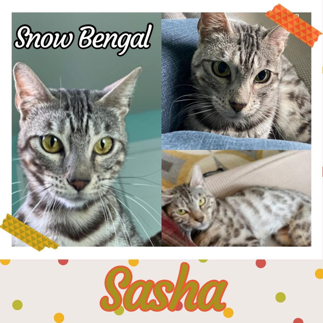 Sasha is a high energy BENGAL.  She is spayed and has her claws.  She is four years old, but acts like she is much younger.  Sasha wants to play then snuggle. She needs someone that wants to play with her. She’s amazing at catching toys & climbing. After the energy is out she will sit next to you and purr. She will take up all your attention so additional cats are not needed.  Sasha has a big personality but also is big on love. Sasha has a loud meow and let’s you know when she wants something. As a Bengal, she can own any part of the house from the counter to the air vents and took an air vent apart in her foster home. Sasha is ok with dogs and would prefer to be the only cat.  A Bengal-experienced owner is preferred.

FOSTERED IN MT. PLEASANT, WI.