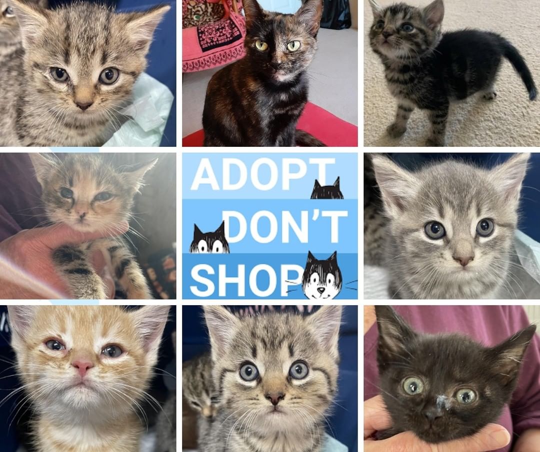 🛑 Stop and paws to look at the new kitten faces just waiting to go to a loving home!  All YOU need to do is  fill out an application at hsdavie.org ! 
<a target='_blank' href='https://www.instagram.com/explore/tags/adoptdontshop/'>#adoptdontshop</a> <a target='_blank' href='https://www.instagram.com/explore/tags/catsofinstagram/'>#catsofinstagram</a> <a target='_blank' href='https://www.instagram.com/explore/tags/cats/'>#cats</a> <a target='_blank' href='https://www.instagram.com/explore/tags/kittens/'>#kittens</a>