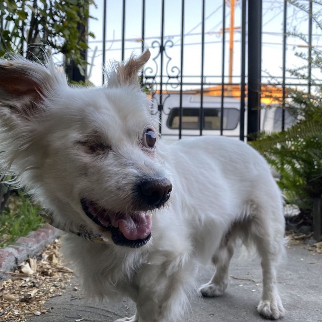 “As a foster, if you can provide them with a fluffy dog bed, good food, and a good walking routine, you can really turn a dog’s life around!” 

November is adopt a senior pet month, and we’re thankful for senior dog fosters like Ranko Fukuda who help us find homes for these wonderful pets. 

Ranko volunteers as a foster for our hospice, senior, and medical dogs, and has fostered over 25 dogs while volunteering at BFLA! Ranko’s very first foster, Tubbs, was unwell with a heart condition, and was originally considered a hospice case, but after 7 months with Ranko and a healthy routine, Tubbs gained his health back and got adopted! 

Some of Ranko’s favorite fosters have been: George Lopez, Lamb Chop, Spencer- the blind/ deaf miracle dog- as well as Ranko’s own dog Soba! 

Ranko shared “It is inspiring to know that these senior and medical case dogs DO GET ADOPTED- by awesome adopters who see what I see in these special seniors.” 😊

Adopt or foster a senior pet TODAY! Click the link in our bio to learn more, or email adoptla@bestfriends.org.

<a target='_blank' href='https://www.instagram.com/explore/tags/BestFriendsLA/'>#BestFriendsLA</a> <a target='_blank' href='https://www.instagram.com/explore/tags/bfla/'>#bfla</a> <a target='_blank' href='https://www.instagram.com/explore/tags/adoptaseniorpet/'>#adoptaseniorpet</a> <a target='_blank' href='https://www.instagram.com/explore/tags/fosteringsaveslives/'>#fosteringsaveslives</a> <a target='_blank' href='https://www.instagram.com/explore/tags/adopt/'>#adopt</a> <a target='_blank' href='https://www.instagram.com/explore/tags/foster/'>#foster</a> <a target='_blank' href='https://www.instagram.com/explore/tags/rescue/'>#rescue</a> <a target='_blank' href='https://www.instagram.com/explore/tags/seniordogsofinstagram/'>#seniordogsofinstagram</a>