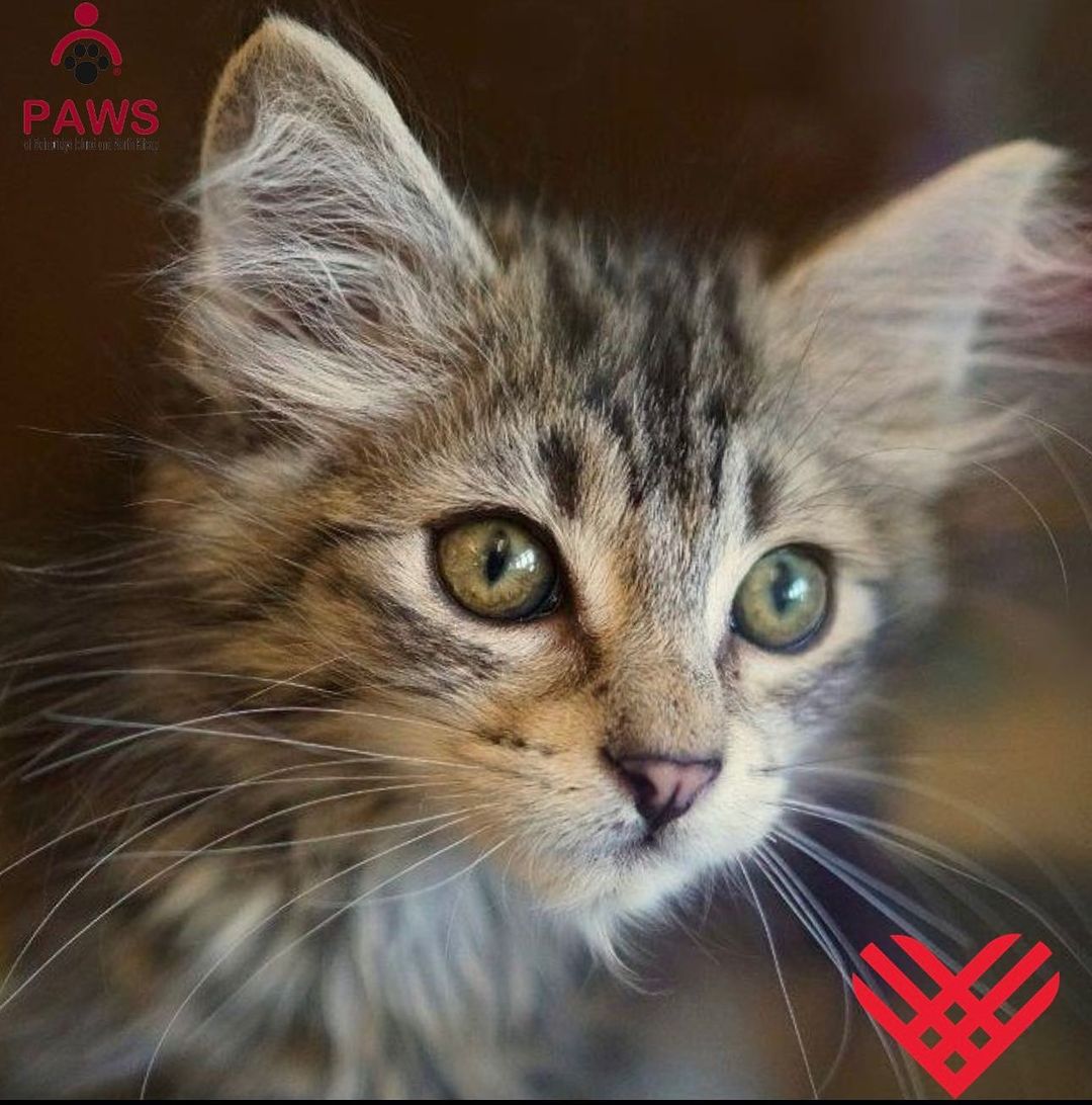 GivingTuesday is one week away!
Every dollar saves furry lives. Become a monthly
sustainer. For just $10 a month,
you will make sure 6 pets stay
warm and well fed while
waiting to meet their new best
friend.
Www.pawsbink.org/donate/
.
.
.
.
<a target='_blank' href='https://www.instagram.com/explore/tags/givingtuesday/'>#givingtuesday</a> <a target='_blank' href='https://www.instagram.com/explore/tags/pawsbink/'>#pawsbink</a> <a target='_blank' href='https://www.instagram.com/explore/tags/thinkglobalgivelocal/'>#thinkglobalgivelocal</a> <a target='_blank' href='https://www.instagram.com/explore/tags/savinganimals/'>#savinganimals</a> <a target='_blank' href='https://www.instagram.com/explore/tags/everydollarcounts/'>#everydollarcounts</a>