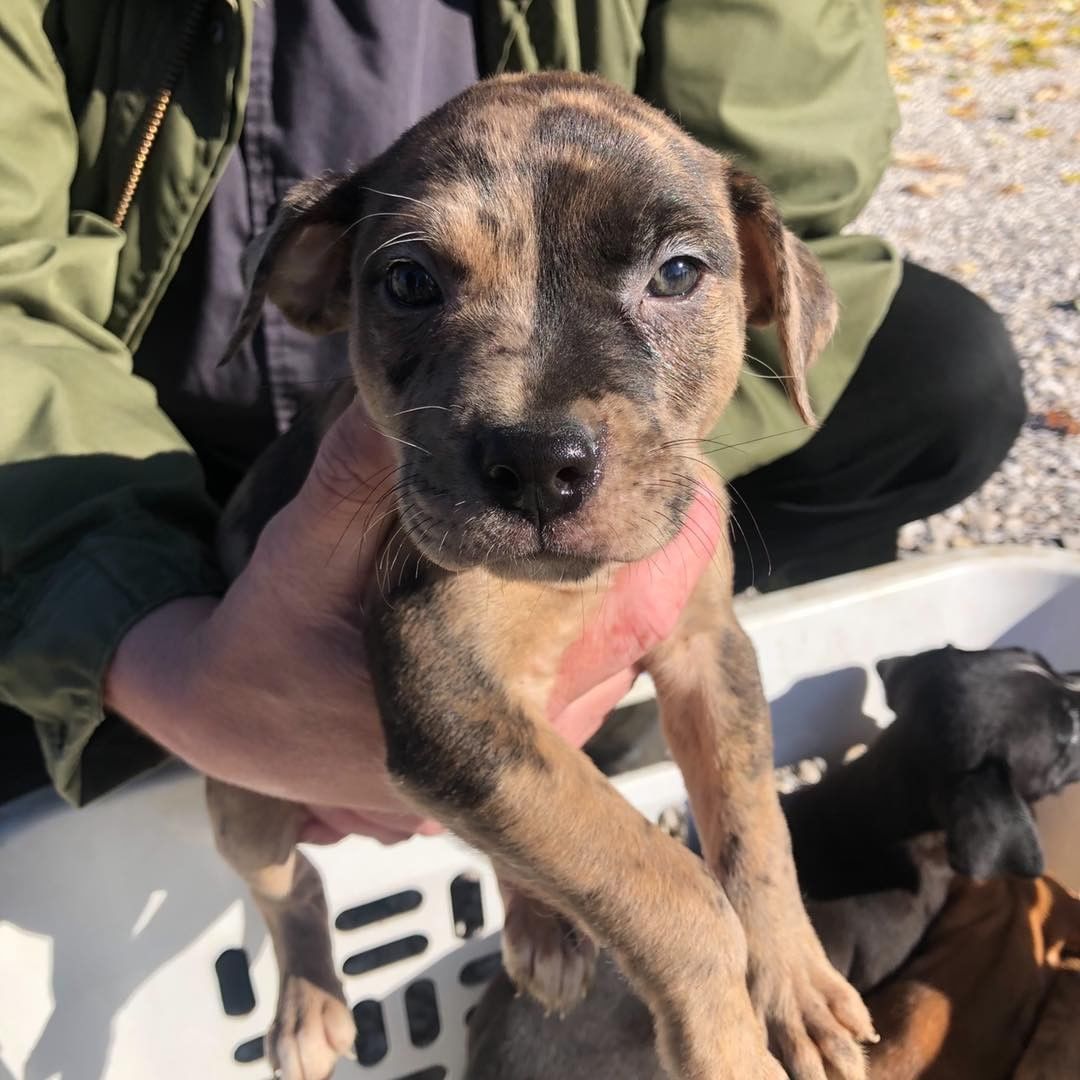 Puppy fosters needed! Can anyone temp foster any of these cuties for a few weeks?! Please message us or apply below if you can help us save these babies!

First one is a lab mix, at 4 months old. 

The rest are a litter of hound/pit mixes and are 8 weeks old. 

https://www.adoptpetrescue.org/foster-application/ 

<a target='_blank' href='https://www.instagram.com/explore/tags/foster/'>#foster</a> <a target='_blank' href='https://www.instagram.com/explore/tags/puppyfoster/'>#puppyfoster</a> <a target='_blank' href='https://www.instagram.com/explore/tags/puppiesofinstagram/'>#puppiesofinstagram</a> <a target='_blank' href='https://www.instagram.com/explore/tags/puppies/'>#puppies</a> <a target='_blank' href='https://www.instagram.com/explore/tags/adoptdontshop/'>#adoptdontshop</a> <a target='_blank' href='https://www.instagram.com/explore/tags/adoptpetrescue/'>#adoptpetrescue</a> <a target='_blank' href='https://www.instagram.com/explore/tags/rescuedogsofinstagram/'>#rescuedogsofinstagram</a>