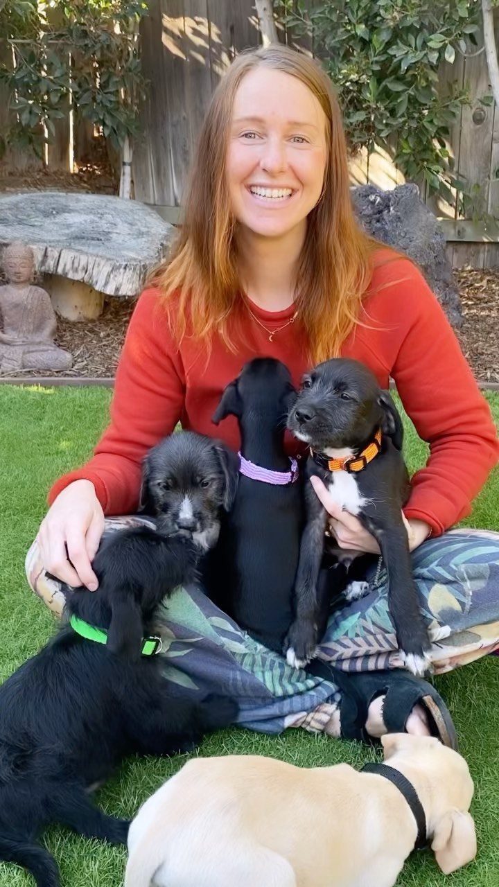 Today we are celebrating the birthday of our fearless pack leader and rescue queen @gypsylivinginger! 🐶✨🎈 

Want to give her the ultimate present? Consider helping us in one of the following ways:

✨ DONATE ✨
𝗩𝗲𝗻𝗺𝗼: @hitlivingfoundation⁣ (<a target='_blank' href='https://www.instagram.com/explore/tags/9611/'>#9611</a>)
𝗣𝗮𝘆𝗣𝗮𝗹: info@hitlivingfoundation.org⁣
𝗪𝗲𝗯𝘀𝗶𝘁𝗲: hitlivingfoundation.org

✨ HOLIDAY FUNDRAISER ✨
Join us at @winstonhouse on Saturday, December 4th featuring @djkilmore from @incubusofficial, passed plant based appetizers, open bar, raffle table, silent auction, @tribalmarkers artist and more! Buy your ticket at hitlivingfoundation.org 💛

✨ SHARE ✨
Share one of our adoptable dogs on your social media. The more people that see them, the better chance they have at being adopted! 💫

<a target='_blank' href='https://www.instagram.com/explore/tags/hitliving/'>#hitliving</a> <a target='_blank' href='https://www.instagram.com/explore/tags/foundlove/'>#foundlove</a> <a target='_blank' href='https://www.instagram.com/explore/tags/birthday/'>#birthday</a> <a target='_blank' href='https://www.instagram.com/explore/tags/birthdaygirl/'>#birthdaygirl</a> <a target='_blank' href='https://www.instagram.com/explore/tags/happybirthday/'>#happybirthday</a> <a target='_blank' href='https://www.instagram.com/explore/tags/dogrescue/'>#dogrescue</a> <a target='_blank' href='https://www.instagram.com/explore/tags/losangeles/'>#losangeles</a> <a target='_blank' href='https://www.instagram.com/explore/tags/packleader/'>#packleader</a>