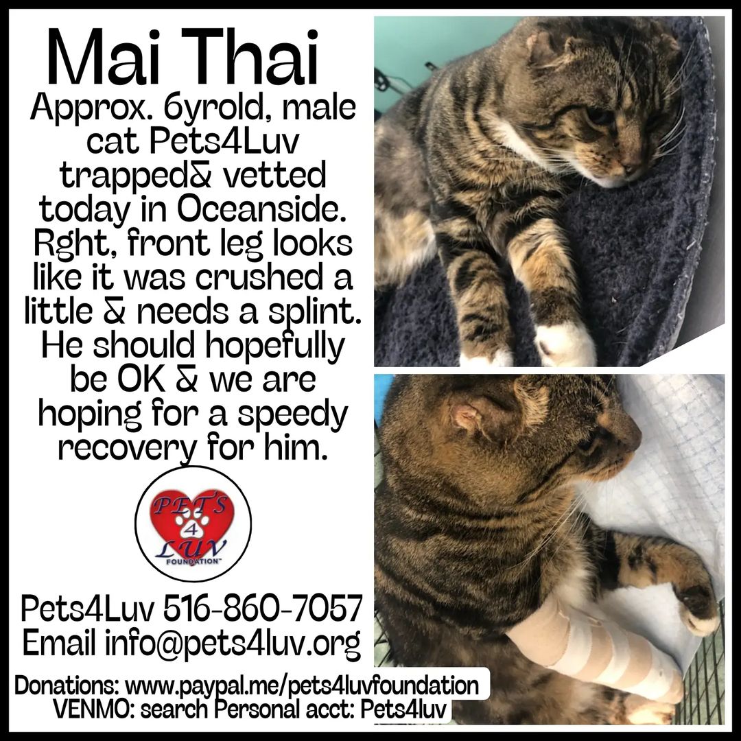 PETS4LUV (Long Island NY) 516-860-7057 Email info@pets4luv.org  DONATE:  PAYPAL:  www.paypal.me/pets4luvfoundation  VENMO: search Personal acct: Pets4luv (David Bernacchi)  PERSONAL CHECK: message or email us for a mailing address.<a target='_blank' href='https://www.instagram.com/explore/tags/maithai/'>#maithai</a> <a target='_blank' href='https://www.instagram.com/explore/tags/pets4luvfoundation/'>#pets4luvfoundation</a> <a target='_blank' href='https://www.instagram.com/explore/tags/pets4luv/'>#pets4luv</a>