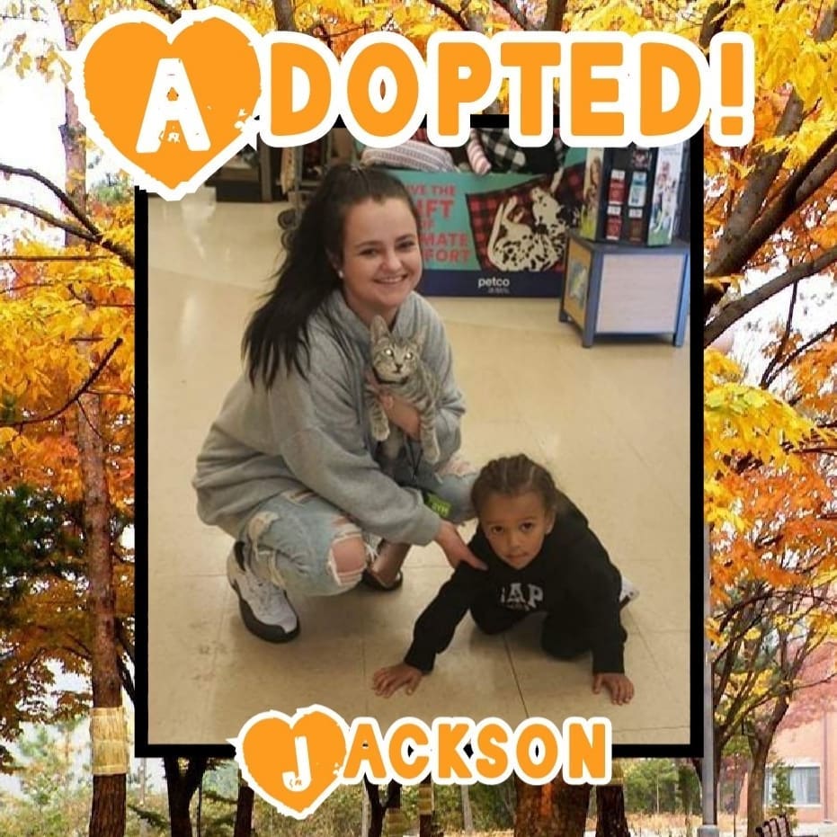 😻HAPPY TAILS!😻 Congrats to Mercury, Jackson and Tig on finding their happily ever after's! 🥳
<a target='_blank' href='https://www.instagram.com/explore/tags/rescue/'>#rescue</a> <a target='_blank' href='https://www.instagram.com/explore/tags/dontshopadopt/'>#dontshopadopt</a> <a target='_blank' href='https://www.instagram.com/explore/tags/cats/'>#cats</a> <a target='_blank' href='https://www.instagram.com/explore/tags/catsofinstagram/'>#catsofinstagram</a> <a target='_blank' href='https://www.instagram.com/explore/tags/kittens/'>#kittens</a> <a target='_blank' href='https://www.instagram.com/explore/tags/kittensofinstagram/'>#kittensofinstagram</a> <a target='_blank' href='https://www.instagram.com/explore/tags/bethechange/'>#bethechange</a> <a target='_blank' href='https://www.instagram.com/explore/tags/onebyoneuntiltherearenone/'>#onebyoneuntiltherearenone</a> 
🧡 shelterfriends.org 🧡