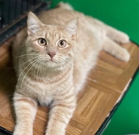 TABBY TUESDAY!

Will this big ole boy find a home for the holidays? Hurry hurry do not miss out! Oscar has his bags packed and is ready to be home. Check out his eyes, they match his puurfect buff coat 👀👀👀

Oscar was recently returned when after months and months of patience for him to acclimate to the dogs in the home he remained unhappy and fearful of them. His adopters told us he was a wonderful, fun, and friendly kitty when he was sure the dogs were not around but he was not able to be that same way with the dogs and they felt it best for him that he find a dog-free home

Oscar is 1 years old. He is neutered, vaccinated and microchipped. His adoption fee will be $25 in honor of tabby tuesday if you fill out an application by Friday, November 26th! www.panorapets.com.

💚💚💚