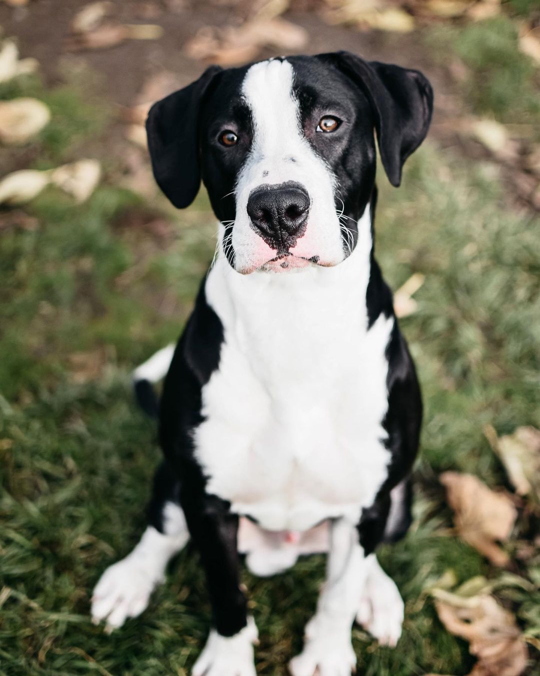 Petey will be ready for adoption on Saturday! Petey is just under a year old and so sweet. He loves playing in the yard and he’s obsessed with toys!❤️🐾 <a target='_blank' href='https://www.instagram.com/explore/tags/adoptdontshop/'>#adoptdontshop</a> <a target='_blank' href='https://www.instagram.com/explore/tags/adoptadog/'>#adoptadog</a> <a target='_blank' href='https://www.instagram.com/explore/tags/dogsofig/'>#dogsofig</a> <a target='_blank' href='https://www.instagram.com/explore/tags/adoptpurelove/'>#adoptpurelove</a> <a target='_blank' href='https://www.instagram.com/explore/tags/adoption/'>#adoption</a> <a target='_blank' href='https://www.instagram.com/explore/tags/hscc/'>#hscc</a>