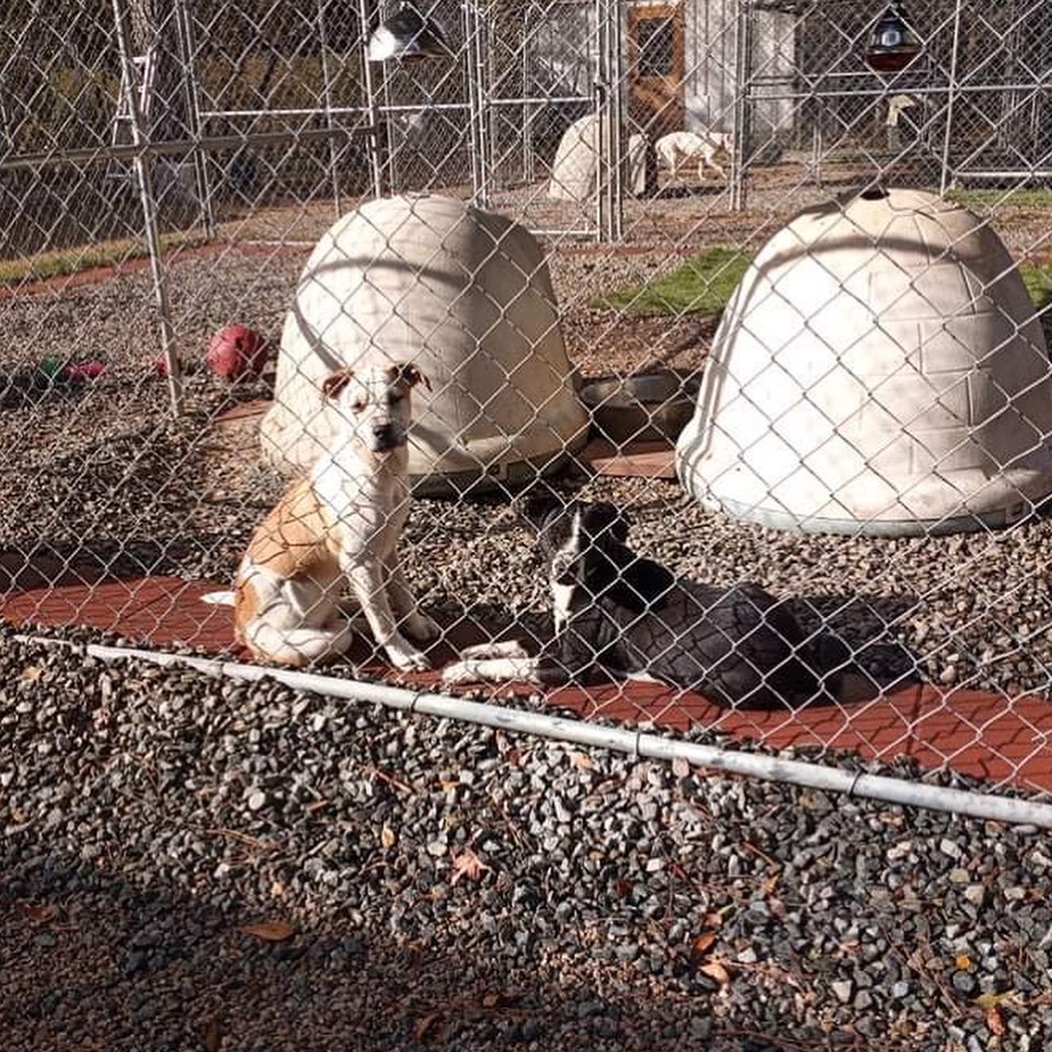 Everyone’s saying hey this morning!

💕
Get your applications in!
https://www.causendogrescue.org/adoption-application.html 
🐾
💕
🐾
We only do meet and greets for approved applications.

Adoption fee is $250.

All dogs will be Up-to-date on Shots, worming, Spayed/Neutered and Microchipped.  We will also do random, periodic vet checks to ensure all dogs adopted from us continue to have the best care.  We will check for any follow up visits needed and that they are on a monthly Heartworm Prevention.

If you rent or own a home, we prefer you to have a fenced in yard. 

Apartment living is also ok but prefer a fenced in area if close to the road.
All adults in the home will need to know they are getting a dog and will need to sign the adoption agreement.
We do not adopt to college students with multiple roommates. 
Military will need to provide a backup plan.
We require all pets in the home to be spay and/or neutered. Because too many dogs are being killed, due to there not being enough homes per dog in need. Only the lucky ones end up here.