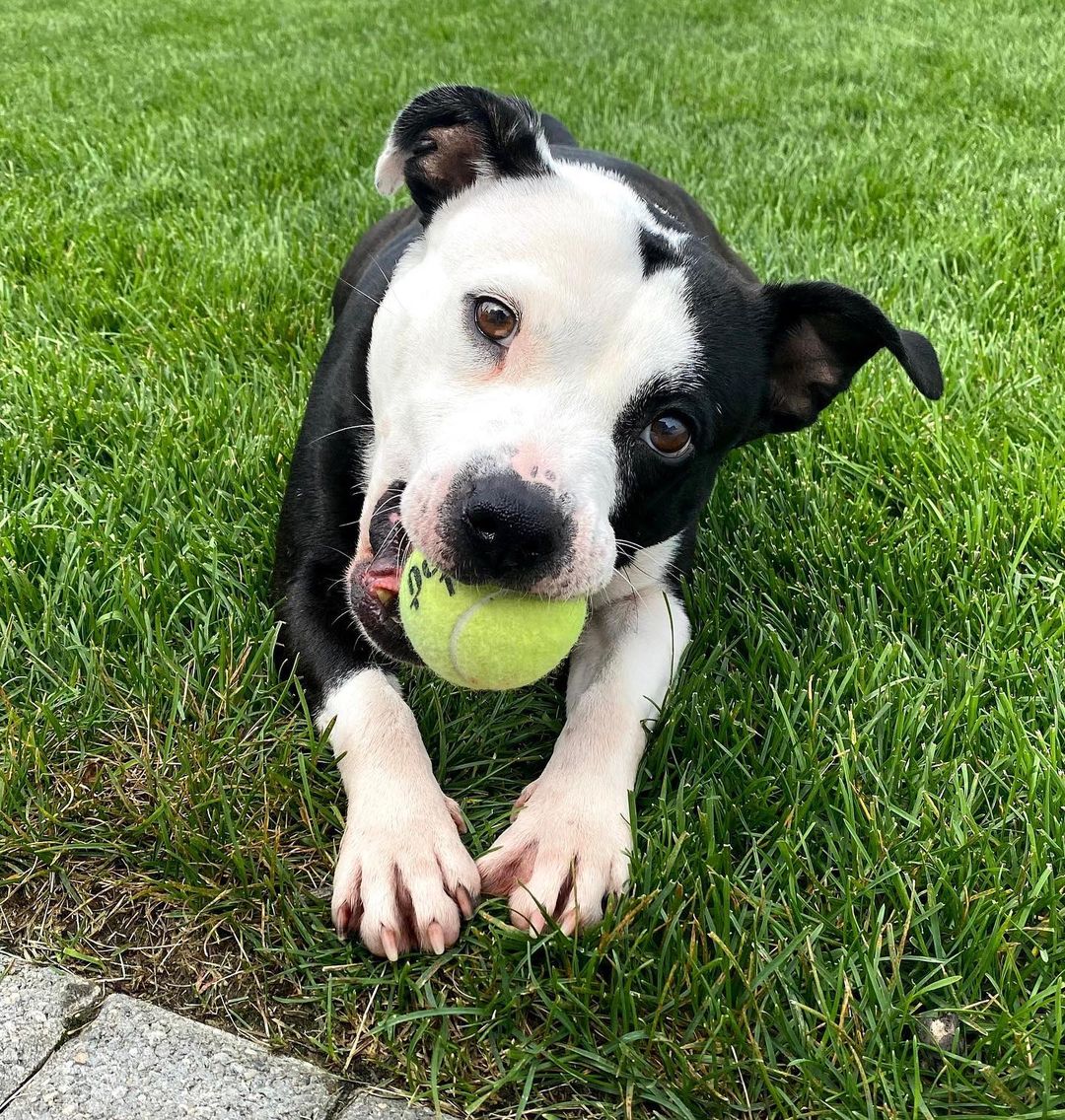 I • N E E D • A • H O M E ⬇️

Shasta is a 40-pound pit mix that enjoys the simple things in life — taking naps wrapped in a blanket, eating peanut butter, and playing with a ball in the backyard. 

This sweet girl is both house and crate trained, and knows her basic commands (sit, down, stay, paw). She loves training in her foster home and would like a forever family to help her keep learning. 

Shasta likes meeting new human friends (including older kids) but is looking for a home where she is the only animal.

Interested? Please fill out a <a target='_blank' href='https://www.instagram.com/explore/tags/foster/'>#foster</a> or <a target='_blank' href='https://www.instagram.com/explore/tags/adoption/'>#adoption</a> application at www.DetroitDogRescue.com 

<a target='_blank' href='https://www.instagram.com/explore/tags/Rehome/'>#Rehome</a> <a target='_blank' href='https://www.instagram.com/explore/tags/DetroitDogs/'>#DetroitDogs</a> <a target='_blank' href='https://www.instagram.com/explore/tags/DDR/'>#DDR</a> <a target='_blank' href='https://www.instagram.com/explore/tags/DetroitDogRescue/'>#DetroitDogRescue</a> <a target='_blank' href='https://www.instagram.com/explore/tags/CityOfDetroit/'>#CityOfDetroit</a> <a target='_blank' href='https://www.instagram.com/explore/tags/Pitbull/'>#Pitbull</a> <a target='_blank' href='https://www.instagram.com/explore/tags/TennisBall/'>#TennisBall</a> <a target='_blank' href='https://www.instagram.com/explore/tags/GoodDog/'>#GoodDog</a>