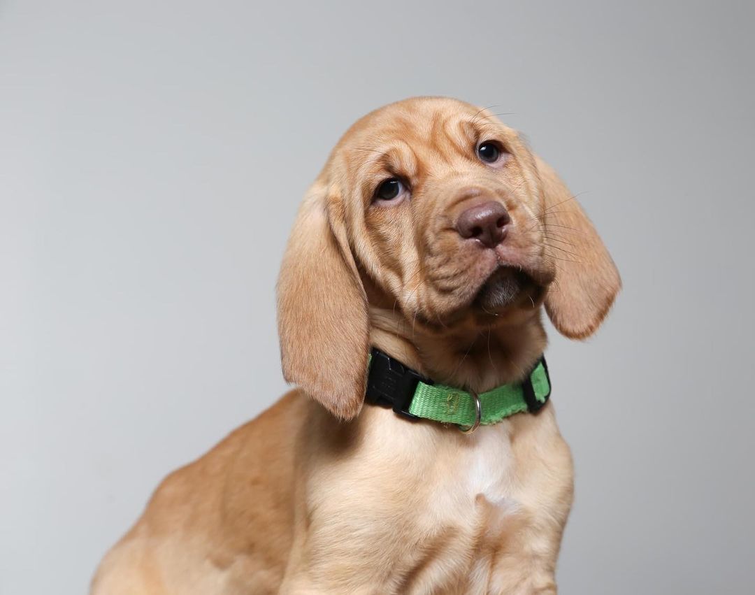 Just some super cute, super wrinkly bloodhound babies wishing you a Happy Monday 🤗 
<a target='_blank' href='https://www.instagram.com/explore/tags/puppy/'>#puppy</a> <a target='_blank' href='https://www.instagram.com/explore/tags/bloodhound/'>#bloodhound</a> <a target='_blank' href='https://www.instagram.com/explore/tags/dogsofinstagram/'>#dogsofinstagram</a> <a target='_blank' href='https://www.instagram.com/explore/tags/dogoftheday/'>#dogoftheday</a> <a target='_blank' href='https://www.instagram.com/explore/tags/dogsofinstagram/'>#dogsofinstagram</a> <a target='_blank' href='https://www.instagram.com/explore/tags/puppylove/'>#puppylove</a> <a target='_blank' href='https://www.instagram.com/explore/tags/puppies/'>#puppies</a> <a target='_blank' href='https://www.instagram.com/explore/tags/toocute/'>#toocute</a> <a target='_blank' href='https://www.instagram.com/explore/tags/adorable/'>#adorable</a> <a target='_blank' href='https://www.instagram.com/explore/tags/mondaymood/'>#mondaymood</a> <a target='_blank' href='https://www.instagram.com/explore/tags/monday/'>#monday</a> <a target='_blank' href='https://www.instagram.com/explore/tags/mondays/'>#mondays</a> <a target='_blank' href='https://www.instagram.com/explore/tags/bloodhoundpuppy/'>#bloodhoundpuppy</a>