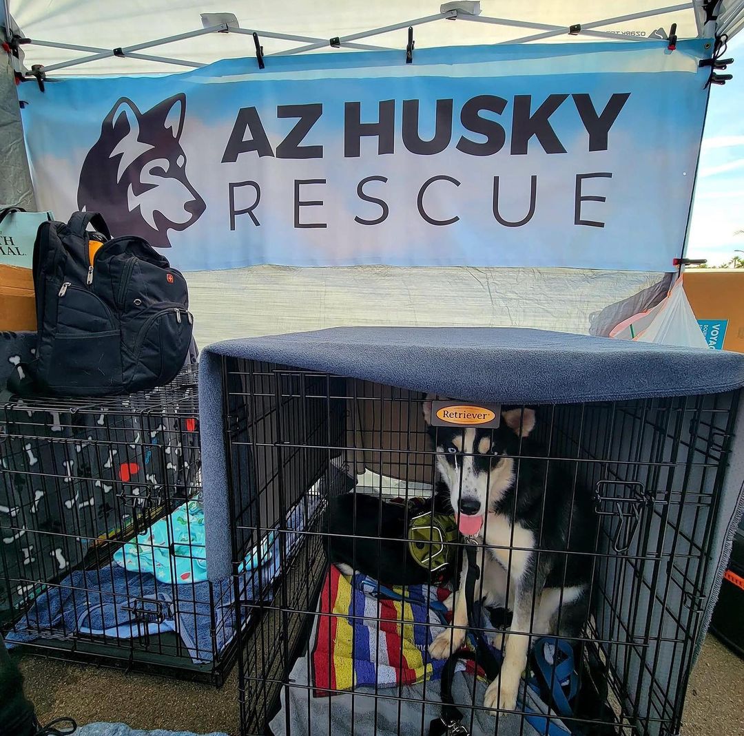 We had such a great time on the first day of @thedayofthedog Scottsdale yesterday! We are here again today and would love to see you!! Come meet Liara (formerly Caroline), Steele (saved from the e-list this week!!!), Moe, Nala, Monty and Nixmo!