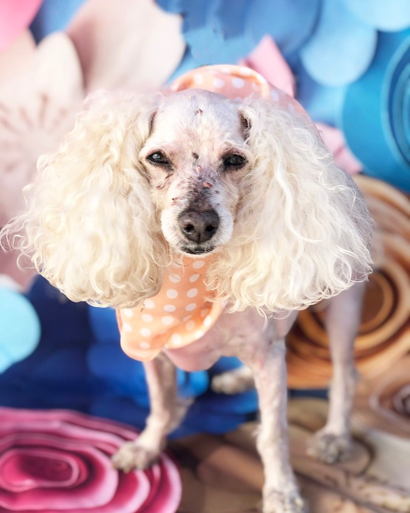 💗 Tennyson is the definition of fabulousness! This senior style icon is gentle and kind to all, and gets along well with both dogs and cats. Sweet through and through, Tennyson would love a person of his own to snuggle with and spend lots of quality time together. 🐾 Applications are on our website.🐶💗

📷 @jfscallon and @loveartistsagency

<a target='_blank' href='https://www.instagram.com/explore/tags/adoptarescuedog/'>#adoptarescuedog</a> <a target='_blank' href='https://www.instagram.com/explore/tags/poodles/'>#poodles</a> <a target='_blank' href='https://www.instagram.com/explore/tags/poodlesofinstagram/'>#poodlesofinstagram</a> <a target='_blank' href='https://www.instagram.com/explore/tags/terriers/'>#terriers</a> <a target='_blank' href='https://www.instagram.com/explore/tags/terriersofinstagram/'>#terriersofinstagram</a> <a target='_blank' href='https://www.instagram.com/explore/tags/seniordogs/'>#seniordogs</a> 
<a target='_blank' href='https://www.instagram.com/explore/tags/seniordogsofinstagram/'>#seniordogsofinstagram</a> <a target='_blank' href='https://www.instagram.com/explore/tags/seniordogsrock/'>#seniordogsrock</a> <a target='_blank' href='https://www.instagram.com/explore/tags/homeforeverylivingpet/'>#homeforeverylivingpet</a> <a target='_blank' href='https://www.instagram.com/explore/tags/rescuedogs/'>#rescuedogs</a> <a target='_blank' href='https://www.instagram.com/explore/tags/sanpedro/'>#sanpedro</a>