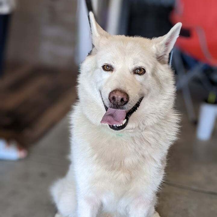 Senior Alert!  November is Adopt a Senior Pet Month!

Maverick is a 9-year-old land cloud from Texas. He’s not sure why his owner surrendered him because he sure is sweet and all he wants to do is cuddle! After a bath (which he was an angel for) and a good brushing he was feeling brand new. He seems good with other dogs and people. He loves a good walk around the park and LOVES to hang on the couch and watch the Olympics with his foster dad. He is not high energy but seems very spry for his age. He’s not too sure he likes it when his people leave, but we are working on that as well as enjoying his crate and some new tricks! Maverick would make someone a great sidekick to go for walks, watch movies and help supervise projects around the house. 

*Homeownership Required!

👇👇SUBMIT AN APPLICATION HERE: 👇👇
https://2babrescue.org/adoption-fees-info
.
.
.
<a target='_blank' href='https://www.instagram.com/explore/tags/2babr/'>#2babr</a> <a target='_blank' href='https://www.instagram.com/explore/tags/2blondesallbreedsrescue/'>#2blondesallbreedsrescue</a> <a target='_blank' href='https://www.instagram.com/explore/tags/rescuedogsofinstagram/'>#rescuedogsofinstagram</a> <a target='_blank' href='https://www.instagram.com/explore/tags/colorado/'>#colorado</a> <a target='_blank' href='https://www.instagram.com/explore/tags/denver/'>#denver</a> <a target='_blank' href='https://www.instagram.com/explore/tags/colroadorescue/'>#colroadorescue</a> <a target='_blank' href='https://www.instagram.com/explore/tags/rescuesofcolorado/'>#rescuesofcolorado</a> <a target='_blank' href='https://www.instagram.com/explore/tags/adoptdontshop/'>#adoptdontshop</a> <a target='_blank' href='https://www.instagram.com/explore/tags/husky/'>#husky</a> <a target='_blank' href='https://www.instagram.com/explore/tags/adoptasenior/'>#adoptasenior</a>