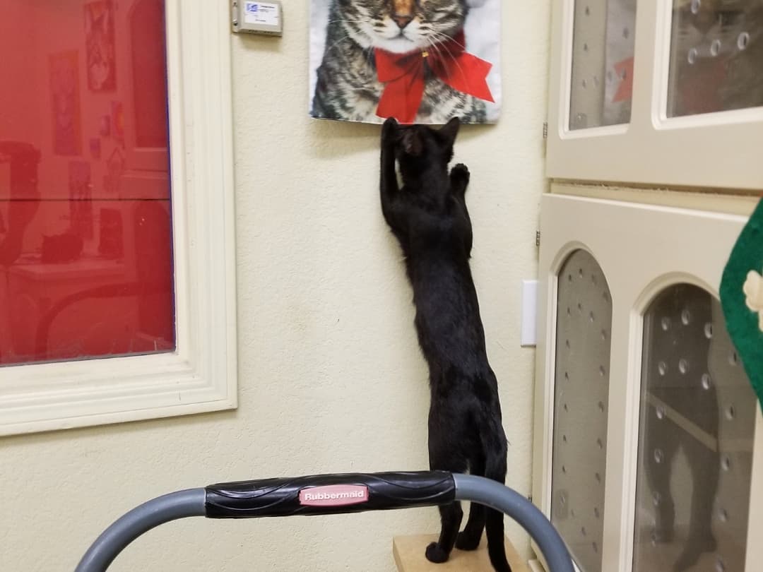 🎅🐈 Our PETCO Cat Lounge is all decorated for the holidays with a little help from our furriends 😹🎄

You're invited to stop by and get into the festive spirit with some absolutely adorable and affectionate cats and kittens 😻

Located inside PETCO Metro 2784 W Peoria Ave in Phoenix. 
Hours: 5:30-7:00pm Monday-Saturday and 5-6:30pm on Sundays. 

<a target='_blank' href='https://www.instagram.com/explore/tags/allaboutanimalsrescueaz/'>#allaboutanimalsrescueaz</a> <a target='_blank' href='https://www.instagram.com/explore/tags/savealife/'>#savealife</a> <a target='_blank' href='https://www.instagram.com/explore/tags/petcocatlounge/'>#petcocatlounge</a> <a target='_blank' href='https://www.instagram.com/explore/tags/adoptdontshop/'>#adoptdontshop</a> <a target='_blank' href='https://www.instagram.com/explore/tags/rescuedismyfavoritebreed/'>#rescuedismyfavoritebreed</a> <a target='_blank' href='https://www.instagram.com/explore/tags/rescuefosteradopt/'>#rescuefosteradopt</a> <a target='_blank' href='https://www.instagram.com/explore/tags/fosteringsaveslives/'>#fosteringsaveslives</a> <a target='_blank' href='https://www.instagram.com/explore/tags/thinkadoptionfirst/'>#thinkadoptionfirst</a> <a target='_blank' href='https://www.instagram.com/explore/tags/lovechangeseverything/'>#lovechangeseverything</a> <a target='_blank' href='https://www.instagram.com/explore/tags/allyouneedislove/'>#allyouneedislove</a> <a target='_blank' href='https://www.instagram.com/explore/tags/mynewbestfriend/'>#mynewbestfriend</a> <a target='_blank' href='https://www.instagram.com/explore/tags/kittylove/'>#kittylove</a> <a target='_blank' href='https://www.instagram.com/explore/tags/christmas/'>#christmas</a>  <a target='_blank' href='https://www.instagram.com/explore/tags/homefortheholidays/'>#homefortheholidays</a> <a target='_blank' href='https://www.instagram.com/explore/tags/snugglebuddy/'>#snugglebuddy</a> <a target='_blank' href='https://www.instagram.com/explore/tags/rescuecatsrock/'>#rescuecatsrock</a> <a target='_blank' href='https://www.instagram.com/explore/tags/gato/'>#gato</a> <a target='_blank' href='https://www.instagram.com/explore/tags/catadoptionphoenix/'>#catadoptionphoenix</a> <a target='_blank' href='https://www.instagram.com/explore/tags/adoptacat/'>#adoptacat</a> <a target='_blank' href='https://www.instagram.com/explore/tags/adoptakitten/'>#adoptakitten</a> <a target='_blank' href='https://www.instagram.com/explore/tags/openyourhearttoarescuecat/'>#openyourhearttoarescuecat</a> <a target='_blank' href='https://www.instagram.com/explore/tags/felinetherapy/'>#felinetherapy</a> <a target='_blank' href='https://www.instagram.com/explore/tags/felineshenanigans/'>#felineshenanigans</a> <a target='_blank' href='https://www.instagram.com/explore/tags/felinefun/'>#felinefun</a> <a target='_blank' href='https://www.instagram.com/explore/tags/playfulkitten/'>#playfulkitten</a> <a target='_blank' href='https://www.instagram.com/explore/tags/cuddlebuddy/'>#cuddlebuddy</a> <a target='_blank' href='https://www.instagram.com/explore/tags/purrbaby/'>#purrbaby</a> <a target='_blank' href='https://www.instagram.com/explore/tags/purrfection/'>#purrfection</a> <a target='_blank' href='https://www.instagram.com/explore/tags/catloaf/'>#catloaf</a> <a target='_blank' href='https://www.instagram.com/explore/tags/blackcatsaregoodluck/'>#blackcatsaregoodluck</a>