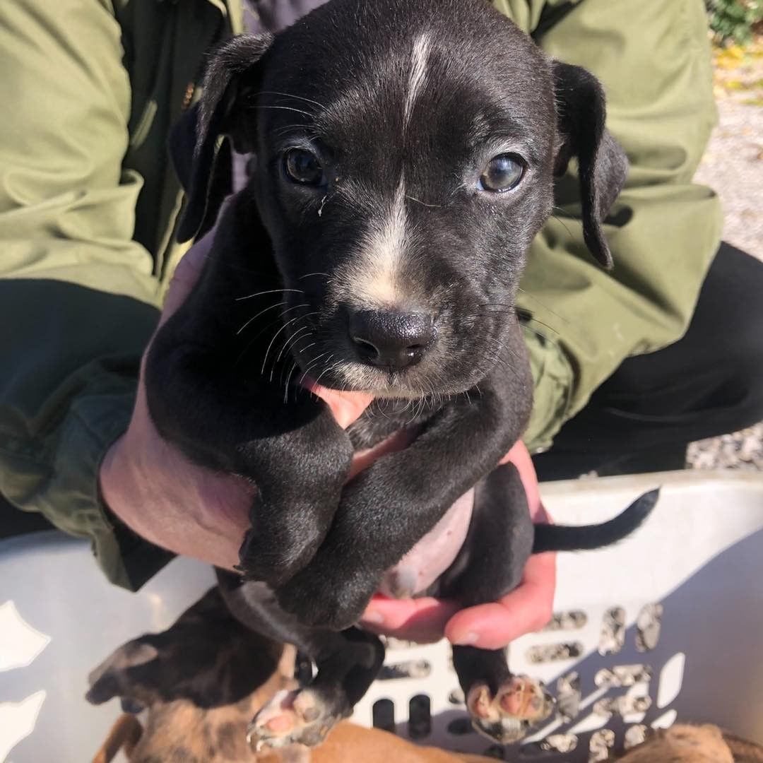 Puppy fosters needed! Can anyone temp foster any of these cuties for a few weeks?! Please message us or apply below if you can help us save these babies!

First one is a lab mix, at 4 months old. 

The rest are a litter of hound/pit mixes and are 8 weeks old. 

https://www.adoptpetrescue.org/foster-application/ 

<a target='_blank' href='https://www.instagram.com/explore/tags/foster/'>#foster</a> <a target='_blank' href='https://www.instagram.com/explore/tags/puppyfoster/'>#puppyfoster</a> <a target='_blank' href='https://www.instagram.com/explore/tags/puppiesofinstagram/'>#puppiesofinstagram</a> <a target='_blank' href='https://www.instagram.com/explore/tags/puppies/'>#puppies</a> <a target='_blank' href='https://www.instagram.com/explore/tags/adoptdontshop/'>#adoptdontshop</a> <a target='_blank' href='https://www.instagram.com/explore/tags/adoptpetrescue/'>#adoptpetrescue</a> <a target='_blank' href='https://www.instagram.com/explore/tags/rescuedogsofinstagram/'>#rescuedogsofinstagram</a>