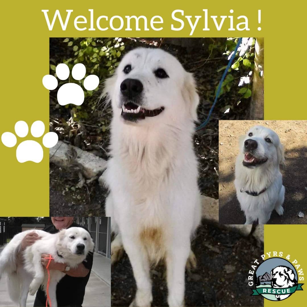 A BIG welcome to this little doll face 🐾SYLVIA🐾! She is about a year old, and very sweet! She’s a pocket Pyr, and will be available soon!! Check for updates at www.greatpyrsandpaws.org

<a target='_blank' href='https://www.instagram.com/explore/tags/greatpyrsandpaws/'>#greatpyrsandpaws</a> 
<a target='_blank' href='https://www.instagram.com/explore/tags/greatpyrsandpawsrescue/'>#greatpyrsandpawsrescue</a>
<a target='_blank' href='https://www.instagram.com/explore/tags/rescuedog/'>#rescuedog</a> 
<a target='_blank' href='https://www.instagram.com/explore/tags/adoptapyr/'>#adoptapyr</a> <a target='_blank' href='https://www.instagram.com/explore/tags/fosterapyr/'>#fosterapyr</a>
<a target='_blank' href='https://www.instagram.com/explore/tags/adoptdontshop/'>#adoptdontshop</a>
<a target='_blank' href='https://www.instagram.com/explore/tags/pocketpyr/'>#pocketpyr</a> 
<a target='_blank' href='https://www.instagram.com/explore/tags/greatpyrenees/'>#greatpyrenees</a>