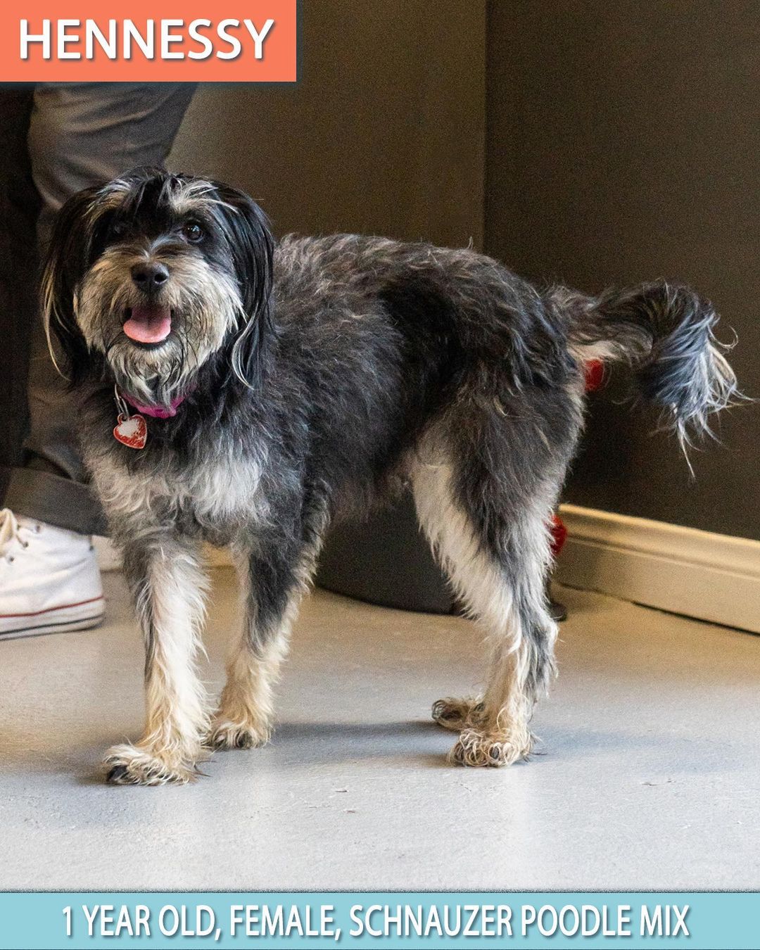 🚨 FLOOF ALERT! ⚠️
🚨 Applications closed for these pups! 🚨

Schnauzer poodle pups 😍

These 3 puppies are the babies of Hennessy (pictured last- who is the sweetest mama ever! She’s great on leash and friendly as ever!) 🥰

When applying to adopt these puppies, make sure that your application is detailed and complete and that you send photos and videos of your home so we can determine you are the best fit for the puppy’s life. 🧡

☕️ KAHLUA - 8 week old, Female, schnauzer poodle mix. 

🥛 BAILEY - 8 week old, Female, schnauzer poodle mix. 

👨🏼‍✈️ MORGAN - 8 week old, Male, schnauzer poodle mix.

These puppies were rescued at about 5 weeks old, so will be with their foster families until they are 8 weeks old/ready to go home. 

Come meet their mom Hennessy who’s a 1 Year Old, Female, Shnauzer Poodle. She is still recovering from having babies so will need to be spayed in a few months, and we will provide a voucher to get that done at our vet clinic. 🥰

All the puppies saw our vet yesterday are healthy and cute as ever! 🥰

Apply now by visiting our website:

📮 WagmorPets.org/Adoption

🧡🧡🧡

🐶 <a target='_blank' href='https://www.instagram.com/explore/tags/weeklyfluff/'>#weeklyfluff</a> <a target='_blank' href='https://www.instagram.com/explore/tags/puppiesforall/'>#puppiesforall</a> <a target='_blank' href='https://www.instagram.com/explore/tags/floofydog/'>#floofydog</a> <a target='_blank' href='https://www.instagram.com/explore/tags/poodlepuppies/'>#poodlepuppies</a> <a target='_blank' href='https://www.instagram.com/explore/tags/puppiesofinstagram/'>#puppiesofinstagram</a> <a target='_blank' href='https://www.instagram.com/explore/tags/wagmorpets/'>#wagmorpets</a> 🐶