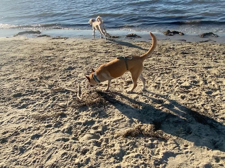 🐾💚Adopter Needed💚🐾 Lottie is a shepherd mix, about 40 pounds and is a sweet and quiet gal. She is around 2 years old and came to ASR needing to become a tripod due to her prior medical ,but has thrived ever since! Being an Amazing Tres doesn't stop her from getting out and about and having a good time. She does great with other dogs and would love to have a buddy in the home. She is a little shy with new people at first ,but LOVES pepperoni as that is the key to making her your BFF.  She would be fine with older kids ,but the younger kiddos are a little too small for her speed. She would love a family to give her all the belly rubs, ear scratches (have you seen those ears??) and quiet times are in store for this pretty girl with a family like yours. She'll be forever grateful and reciprocate with a lifetime of devotion. Submit your application today to meet Lottie today!
<a target='_blank' href='https://www.instagram.com/explore/tags/amazingstraysrescue/'>#amazingstraysrescue</a>

If you are interested, please fill out an Application on our website- amazingstraysrescue.org

🐾All supplies and an amazing support team included! 

🐾 Please share this on your social media 

🐾 Want to help? All of our incoming dogs have medical bills to be paid! You could sponsor a spay or neuter!

🐾 Fostering even for just two weeks is extremely helpful to a dog in need!

🐾 All supplies included!

<a target='_blank' href='https://www.instagram.com/explore/tags/RescueDog/'>#RescueDog</a> <a target='_blank' href='https://www.instagram.com/explore/tags/AdoptDontShop/'>#AdoptDontShop</a> <a target='_blank' href='https://www.instagram.com/explore/tags/RescuePuppy/'>#RescuePuppy</a> <a target='_blank' href='https://www.instagram.com/explore/tags/ForTheLoveOfDogs/'>#ForTheLoveOfDogs</a> <a target='_blank' href='https://www.instagram.com/explore/tags/GetInvolved/'>#GetInvolved</a> <a target='_blank' href='https://www.instagram.com/explore/tags/Donate/'>#Donate</a> <a target='_blank' href='https://www.instagram.com/explore/tags/Volunteer/'>#Volunteer</a> <a target='_blank' href='https://www.instagram.com/explore/tags/FosteringSavesLives/'>#FosteringSavesLives</a> <a target='_blank' href='https://www.instagram.com/explore/tags/dogsofinstagram/'>#dogsofinstagram</a> <a target='_blank' href='https://www.instagram.com/explore/tags/dogsofinsta/'>#dogsofinsta</a> <a target='_blank' href='https://www.instagram.com/explore/tags/asradoptme/'>#asradoptme</a>