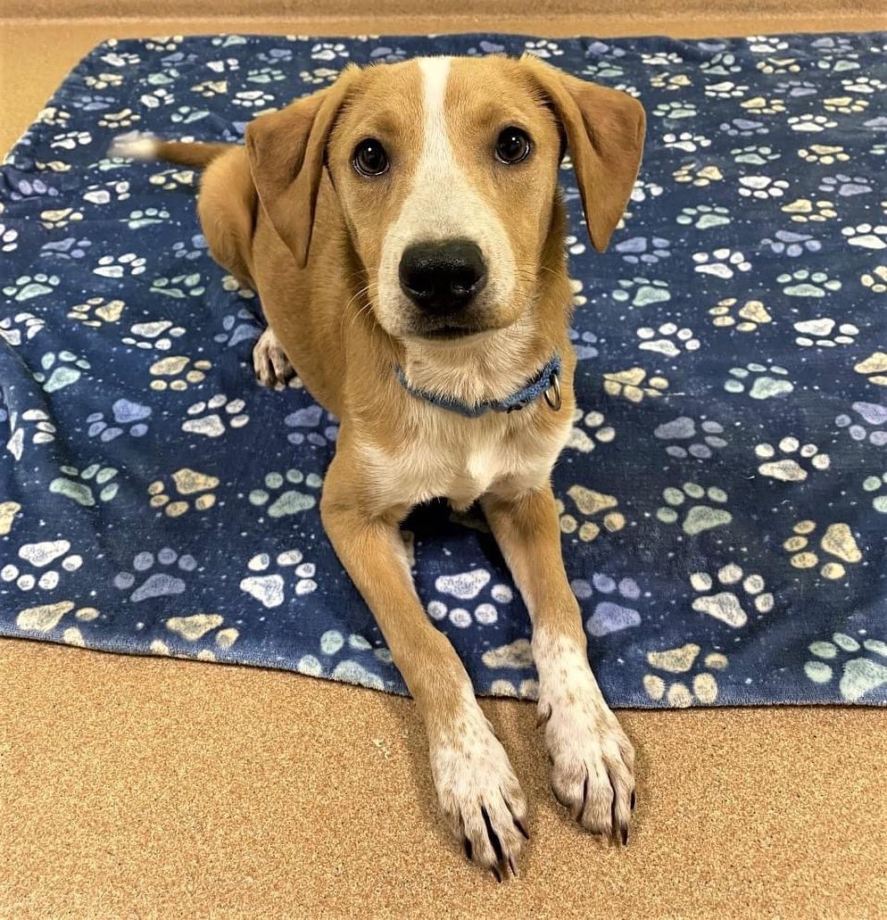 Ready to be a part of something special!  This cutie is Flynn.  He's a 5 month old heeler, maybe pit mix who would like an in with a forever family.  Flynn is a tad timid at first, but warms quickly.  He is a super sweet, endearing and gentle boy who is sure to win your heart.  Flynn knows his sits and downs and is eager to work for a treat.  He would do well with a family willing to continue his puppy training and build his confidence.  Flynn likes other dogs and may do well with another pup to help show him the ropes.  He is just as content to be a fine companion dog with a family with a little experience ready to broaden his horizons.  Flynn will be a medium sized dog as an adult.  He is simply going to blossom with a loving family beside him.  Please like and share Flynn to help him find the special something he is looking for♥  To adopt, complete an application at www.pawsct.org.  <a target='_blank' href='https://www.instagram.com/explore/tags/somethingspecial/'>#somethingspecial</a> <a target='_blank' href='https://www.instagram.com/explore/tags/Flynn/'>#Flynn</a> <a target='_blank' href='https://www.instagram.com/explore/tags/mixedbreed/'>#mixedbreed</a> <a target='_blank' href='https://www.instagram.com/explore/tags/puppiesofpawsct/'>#puppiesofpawsct</a> <a target='_blank' href='https://www.instagram.com/explore/tags/cutie/'>#cutie</a> <a target='_blank' href='https://www.instagram.com/explore/tags/rescueismyfavoritebreed/'>#rescueismyfavoritebreed</a>