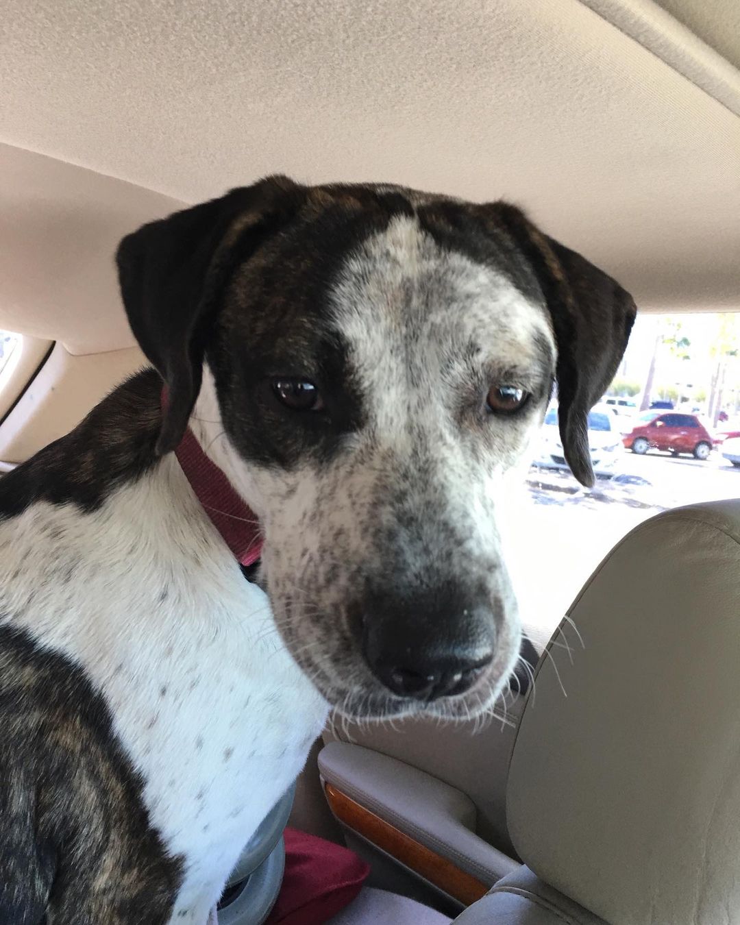 SPRING HILL FLORIDA:  Mom disabled, December end going to assisted living. Lina cannot go. She is 5 years old, been with her mom since a puppy. Good with other dogs when slowly introduced.. all but small dogs. Her petfinder page tells her whole story. Check her out please.  https://www.petfinder.com/dog/jj-lina-spring-hill-florida-53599951/fl/spring-hill/janeens-catahoula-leopard-dog-rescue-inc-mt59/  If we do not get a committed foster or adopter, her only two options are euth or shelter.  She was visited by a lady and she said she is a sweetheart. Long distance transport can be discussed. One nice dog in her prime with lots of companionship to share. NO PIT in her.. though some Brindle on her. Contact Janeen jj4@midrivers.com and we can talk by phone. Clock is ticking for Lina (Admin Janeen)