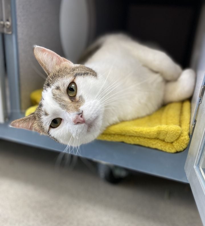 Our sweet little Tiki found her forever home in time for Thanksgiving! Now Clifford is taking her place at Pet Supplies Plus - Cedar Falls, IA! It's impossible not to fall in love with this cuddly boy. 😍