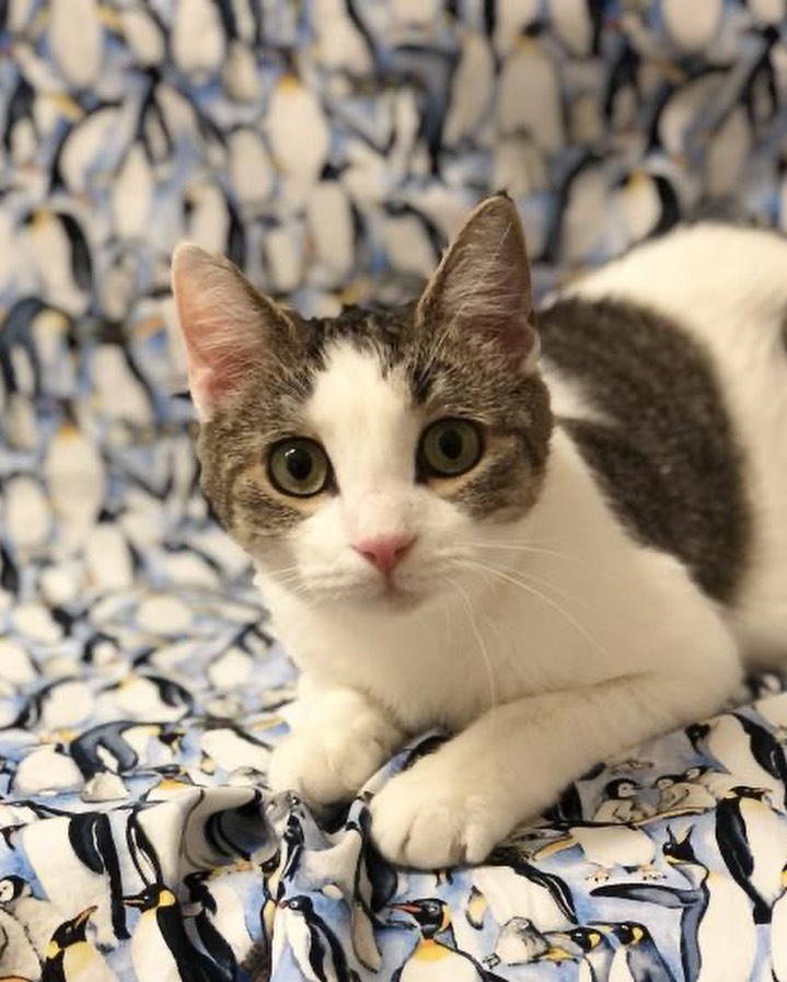 Vesta is such a sweet young mama, having taken such good care of her kittens. She has a soft, short coat, and is always the first to greet visitors. She's also quite calm, but really enjoys kitty company, people and playtime. With her big eyes and ears, you can see straight into her big heart.