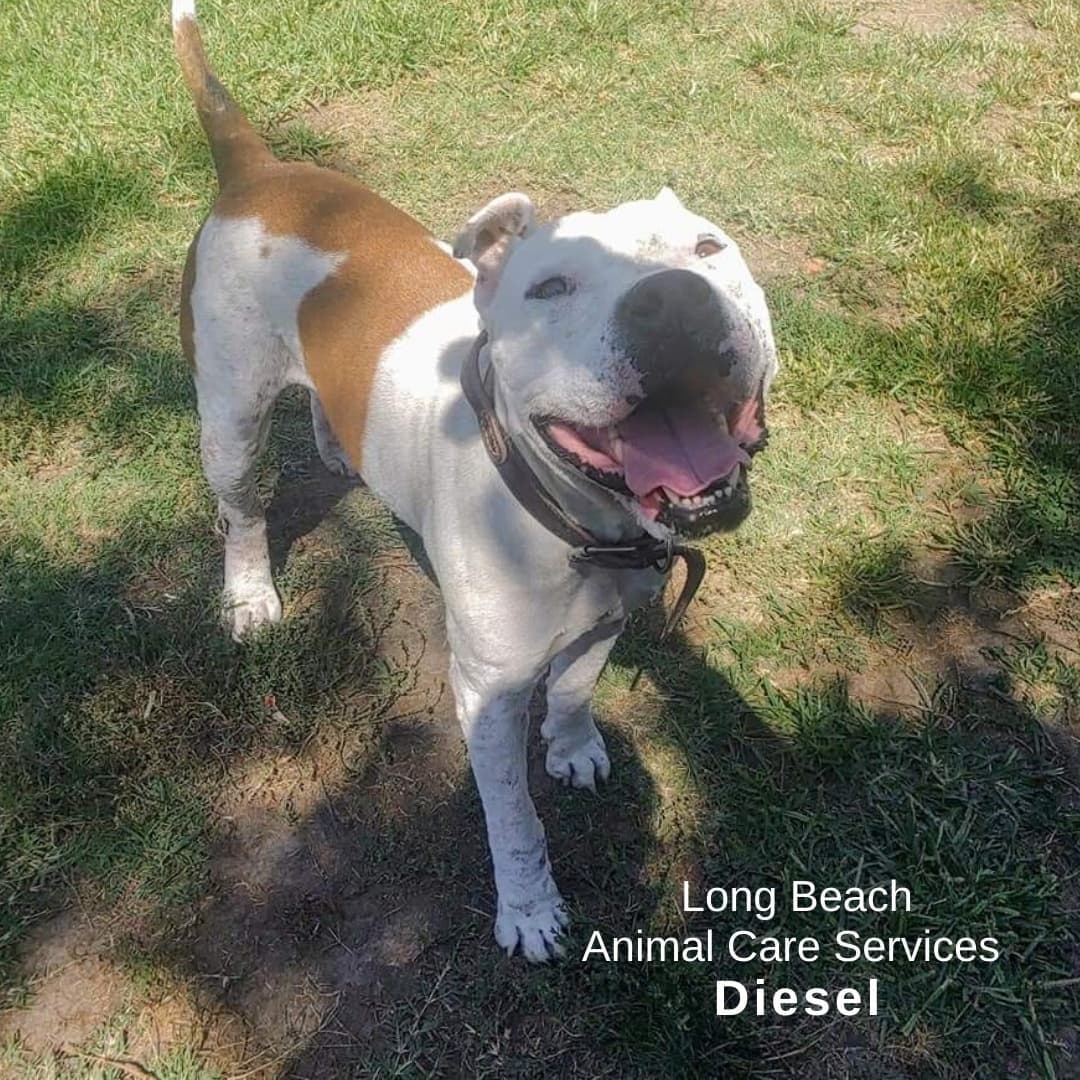 It's that time of the week... it's our <a target='_blank' href='https://www.instagram.com/explore/tags/shelterdogspotlight/'>#shelterdogspotlight</a> This week it's starring Diesel!

Diesel is waiting for his new family at @lbanimalcare  Just look him up under ID A558974

This is what his shelter says... 
