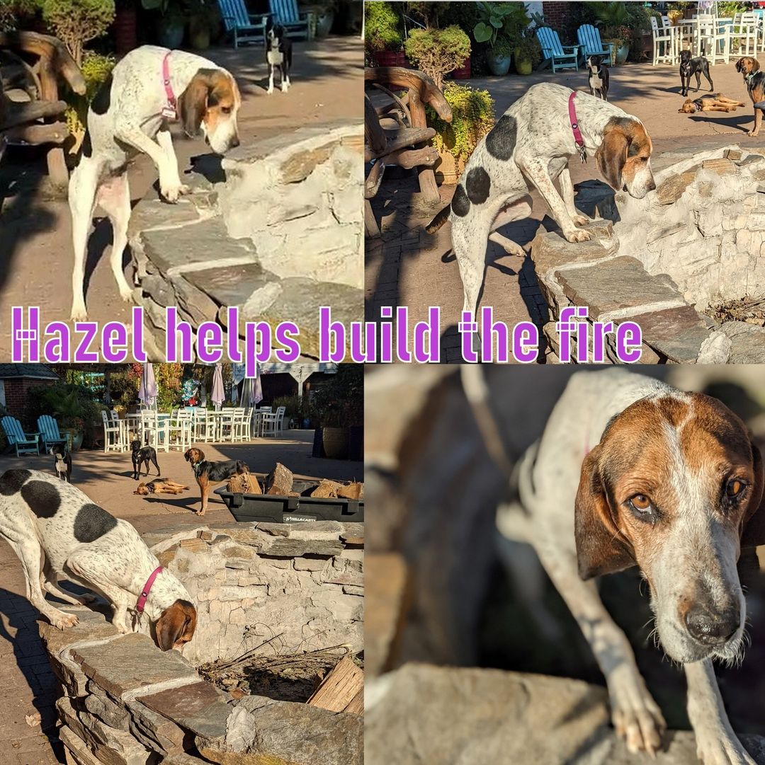 Helpful is her middle name: Hazel the Hound would love to help keep you warm on chilly winter nights, and she'll even help build the bonfire! She's also an expert sun-napper, loves hanging with other dogs, and a champion welcomer at the farm. Meet this girl with an adoption request, link in bio!
<a target='_blank' href='https://www.instagram.com/explore/tags/sgadoptme/'>#sgadoptme</a> <a target='_blank' href='https://www.instagram.com/explore/tags/savinggracenc/'>#savinggracenc</a> <a target='_blank' href='https://www.instagram.com/explore/tags/hound/'>#hound</a>