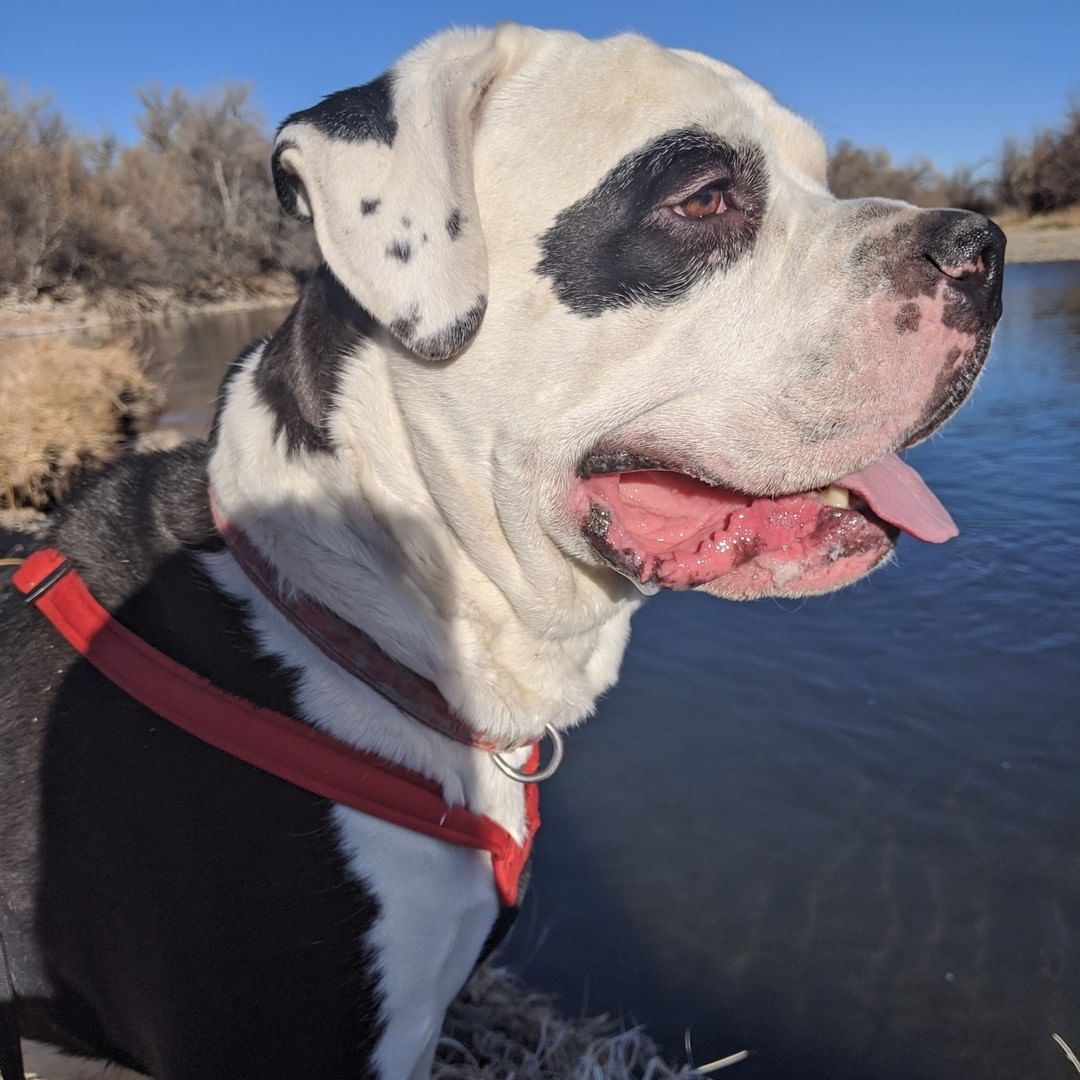 Meet Thor - Courtesy Listing

Just look at that sweet face!  Thor is searching for his new, forever home.  He is an 80lb male bulldog who is used to kids and likes other dogs.  He is a very sweet boy and is protective of his home and kids.  He likes to be inside most of the time but also needs a fenced in yard with a large fence.  He is best with another dog and does not like being alone.  Thor is neutered and up-to-date on vaccinations.  Would you like to give him a wonderful, new home?

Contact:  Caitlyn at caitlyn.reyeshoward@gmail.com or (719)334-6816

*Male
*American Bulldog
*Weight:  80 lbs

Thor is a courtesy listing only and is being offered for adoption by an individual.  NMAF has not evaluated him.

<a target='_blank' href='https://www.instagram.com/explore/tags/newmexicoanimalfriends/'>#newmexicoanimalfriends</a> <a target='_blank' href='https://www.instagram.com/explore/tags/adopt/'>#adopt</a> <a target='_blank' href='https://www.instagram.com/explore/tags/rescue/'>#rescue</a>