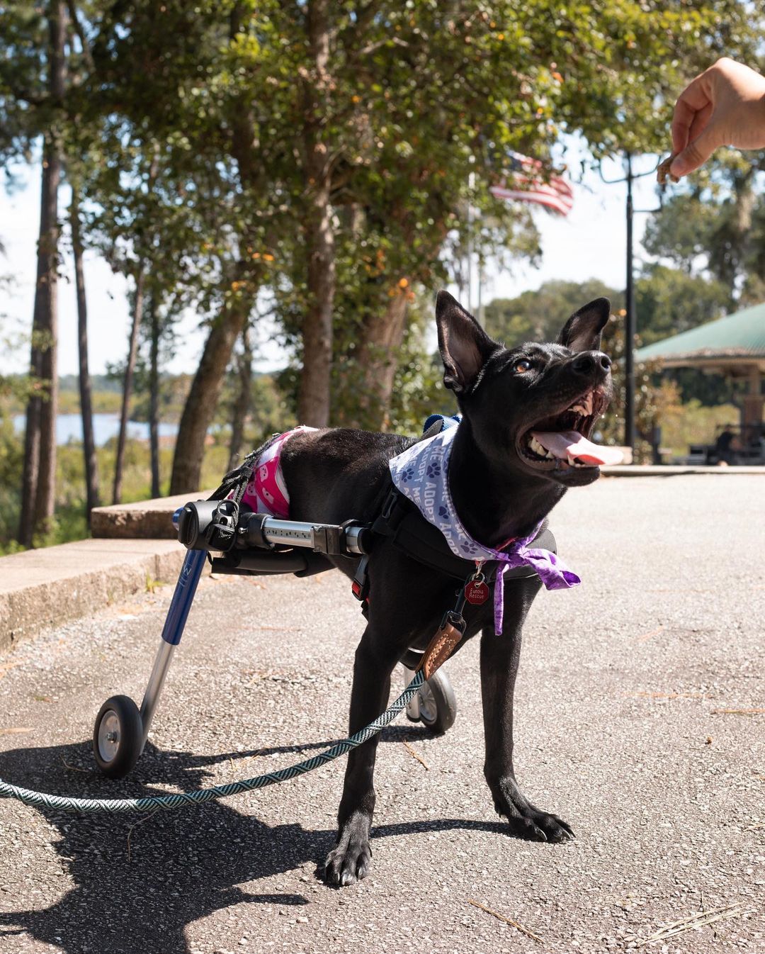 Katniss on Wheels is officially available for adoption!!! 

Katniss is our amazing warrior girl! She is almost a year old and has already conquered so many challenges in her life. She was born with a spinal defect that left her with no function in her back legs and limited control of her bladder and bowel movements. Katniss recently had both her back legs amputated as well as her tail to help decrease injury and improve mobility. The decision to amputate was a tough one, but after speaking with our veterinarians, we decided it was the best thing for Katniss. 

Despite all the hurdles she has overcome, Katniss is healthy and loving life to the max! Even as a puppy, Katniss has never let anything slow her down! She is a master scooter, wheelchair champ, and absolute firecracker! She is the happiest dog you will ever meet and she always has a smile or kiss for anyone. Katniss is good with all people and other dogs! She is a true ray of sunshine.

Taking care of Katniss has its challenges but it is also so rewarding to see her living a happy full life. On a daily basis, Katniss spends time in her crate, free time out in a controlled space, and structured exercise in her wheelchair or drag bag. Katniss loves going on walks and seeing all her fans in our neighborhood. 

Outside of her space or in her wheelchair, Katniss wears a diaper and does really well with this arrangement. She absolutely loves all the extra water she gets to drink during her Sunday bath time and will do anything for a special treat! Katniss knows to wait before eating or drinking and is learning other basic commands. She loves playing with toys and normally picks one special stuffy to be her favorite. 

Katniss is an absolute joy and spreads sunshine everywhere she goes. This feisty amazing girl can not wait to find her forever home!

She is spayed, microchipped, up to date on vaccines, and Heartworm negative. 

If interested in adopting this cutie, please head to the website and submit an adoption application 🖤

https://www.eunoiarescue.org/adopt