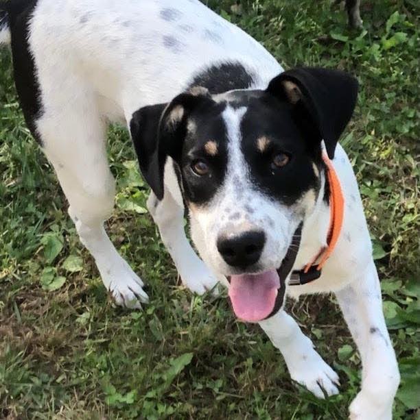 𝗠𝗘𝗘𝗧 𝗧𝗨𝗧𝗧𝗜 𝗙𝗥𝗨𝗧𝗧𝗜!
Tutti Frutti is the adventourous type who loves to explore the outdoors and then come inside to cuddle with her people.  She is about 7 months old and we are guessing she is a Terrier/shepard mix. She's affectionate, playful, and very smart. She just wants to be by her people and loves everyone around her!  Good with kids and dogs, Tutti is ready to find her furever home filled with lots of love and playtime! 

Apply to adopt her ⬇️
https://snarrnortheast.org/adopt/

<a target='_blank' href='https://www.instagram.com/explore/tags/adoptdontshop/'>#adoptdontshop</a> <a target='_blank' href='https://www.instagram.com/explore/tags/rescue/'>#rescue</a> <a target='_blank' href='https://www.instagram.com/explore/tags/animallovers/'>#animallovers</a> <a target='_blank' href='https://www.instagram.com/explore/tags/dog/'>#dog</a> <a target='_blank' href='https://www.instagram.com/explore/tags/love/'>#love</a> <a target='_blank' href='https://www.instagram.com/explore/tags/dogrescue/'>#dogrescue</a> <a target='_blank' href='https://www.instagram.com/explore/tags/rescuedog/'>#rescuedog</a> <a target='_blank' href='https://www.instagram.com/explore/tags/adopt/'>#adopt</a> <a target='_blank' href='https://www.instagram.com/explore/tags/fosteringsaveslives/'>#fosteringsaveslives</a> <a target='_blank' href='https://www.instagram.com/explore/tags/doglover/'>#doglover</a> <a target='_blank' href='https://www.instagram.com/explore/tags/snarrnortheastrescue/'>#snarrnortheastrescue</a> <a target='_blank' href='https://www.instagram.com/explore/tags/givinghopetothehopeless/'>#givinghopetothehopeless</a> <a target='_blank' href='https://www.instagram.com/explore/tags/secondchances/'>#secondchances</a>