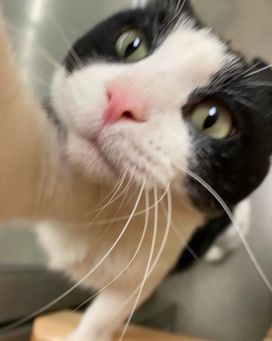 Trigger has it all going for him He’s handsome, he has the cutest little pink nose, he’s playful, and he loves people! 😻

You can stop by the Ames Petco to meet him, he even gives out kisses too! Or apply to adopt him at 
https://adopt.adopets.com/pet/a5357ad2-c0e7-49f6-b8a3-778969f70859?tracking=df22188f-4f04-4dd8-a6e3-539d2bc8112c