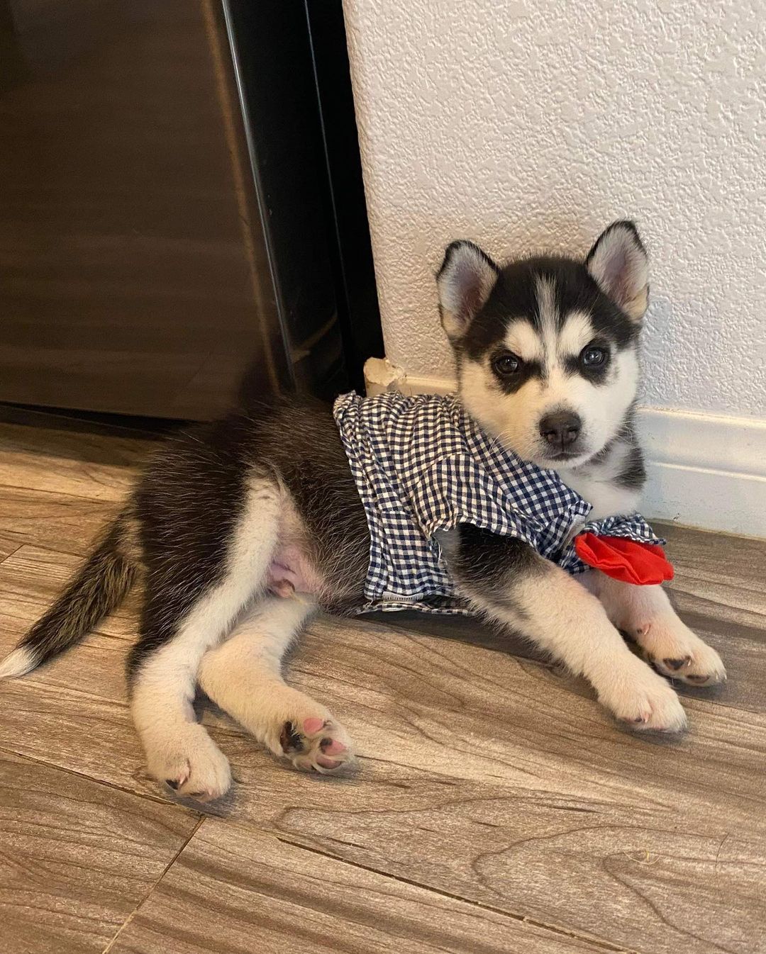 Oh my goodness 😍

Sweet Zorro survived parvo and is thriving now. He is eating like a champ and has found his husky voice!!! This adorable baby is looking for a foster to adopt home. Husky experience needed. 

Apply now ⬇️⬇️⬇️

https://www.vegaspetrescueproject.com/dog-adoption-interest-form