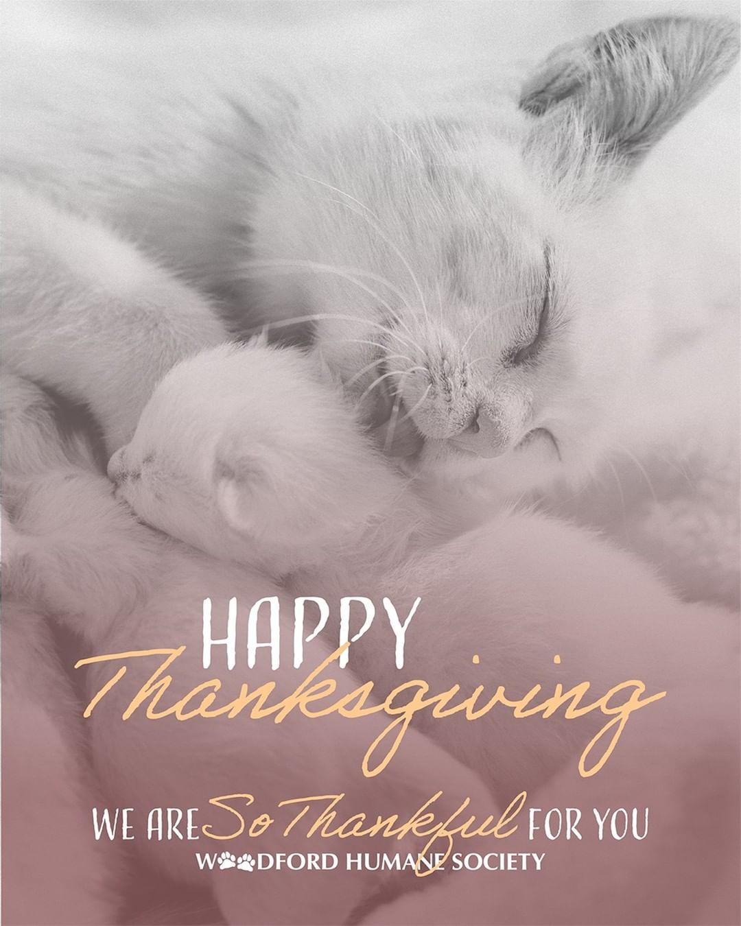 We have the best friends we could ever ask for, and for that we will always be thankful ❤️

The Adoption Center will be closed Thursday, November 25 for the holiday - we'll be back at noon on Friday if we have escaped the food comas by then. Stay safe, enjoy your celebrations, and sneak a green bean or two to your dog.